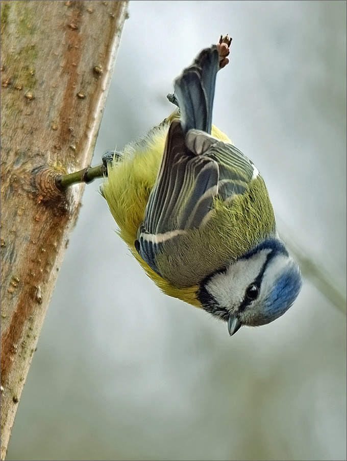 лазоревка весна Бытом Польша птица синица лазоревка ветка