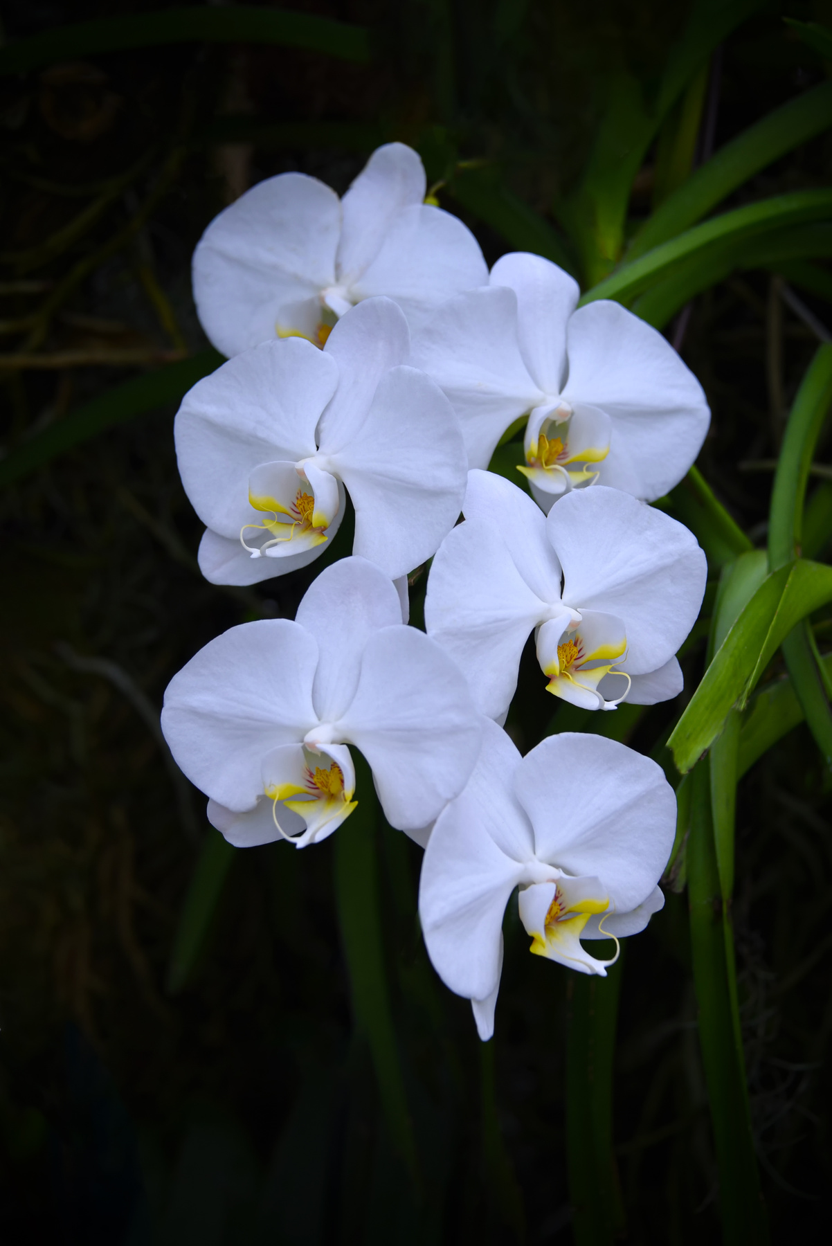 *** Орхидеи