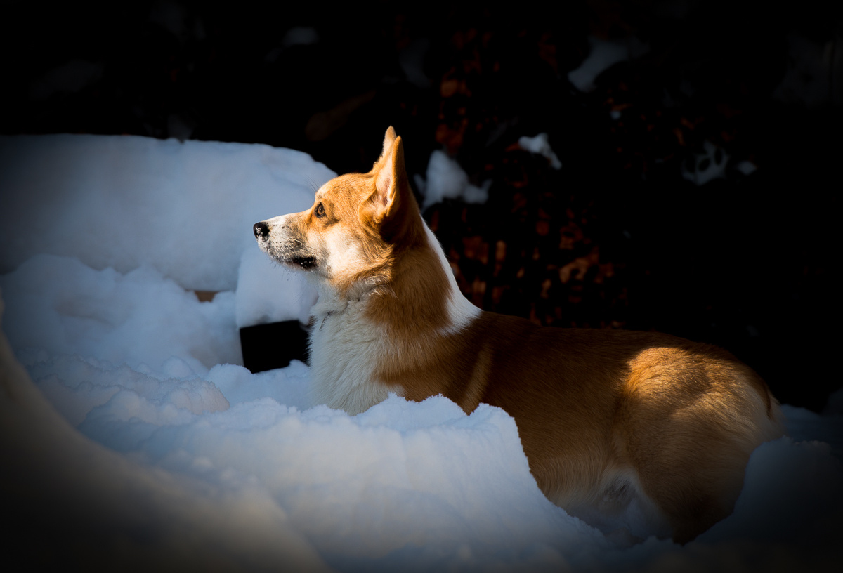 *** welsh corgi pembroke dog sun winter time snow вельш корги пемброк собака солнце снег зима