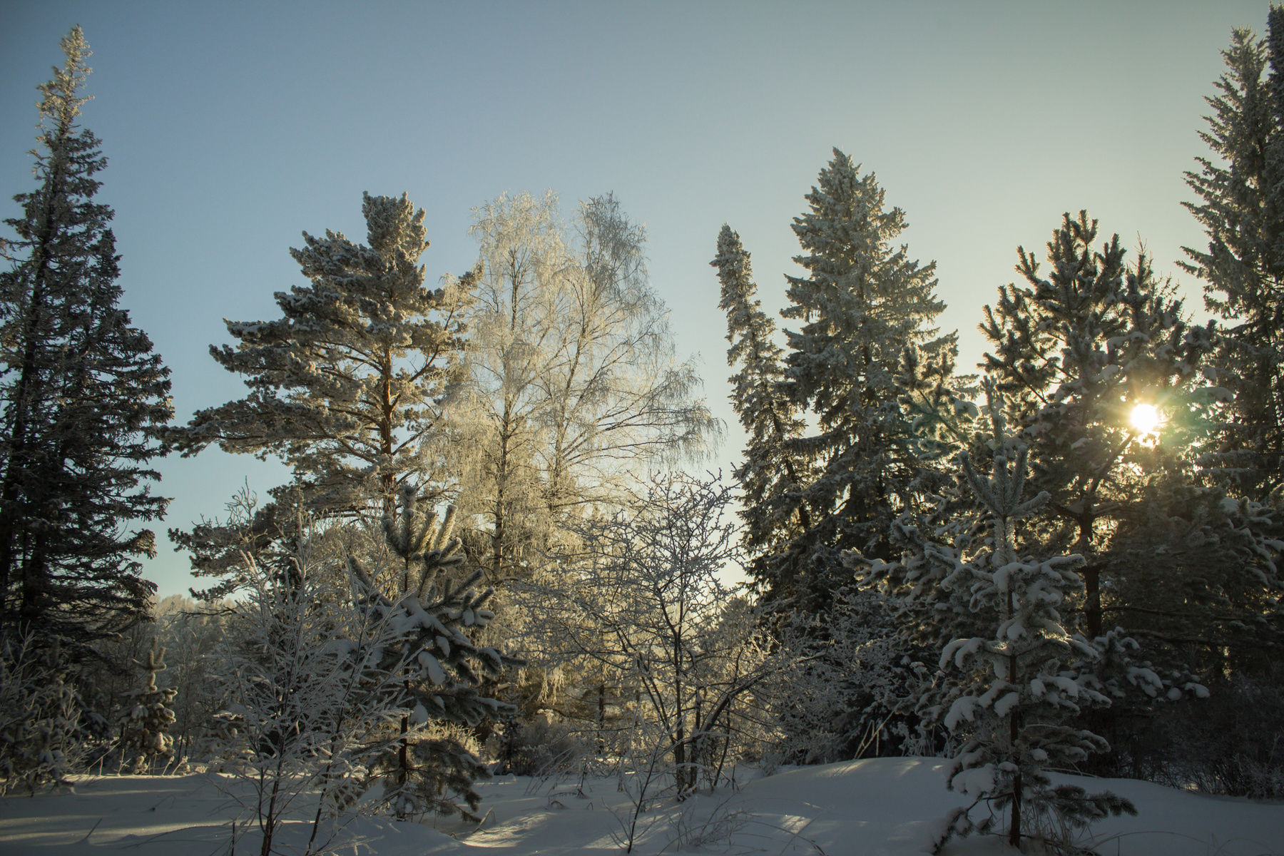 мороз и солнце) зима декабрь сибирь мороз иней солнце лес ели тишина