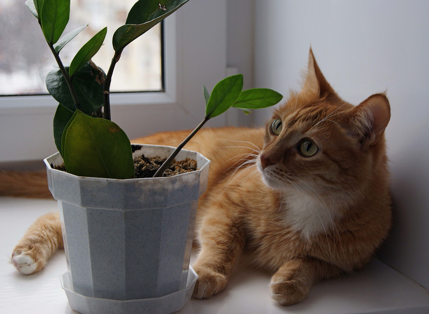 Домашние питомцы подоконник рыжий кот растение