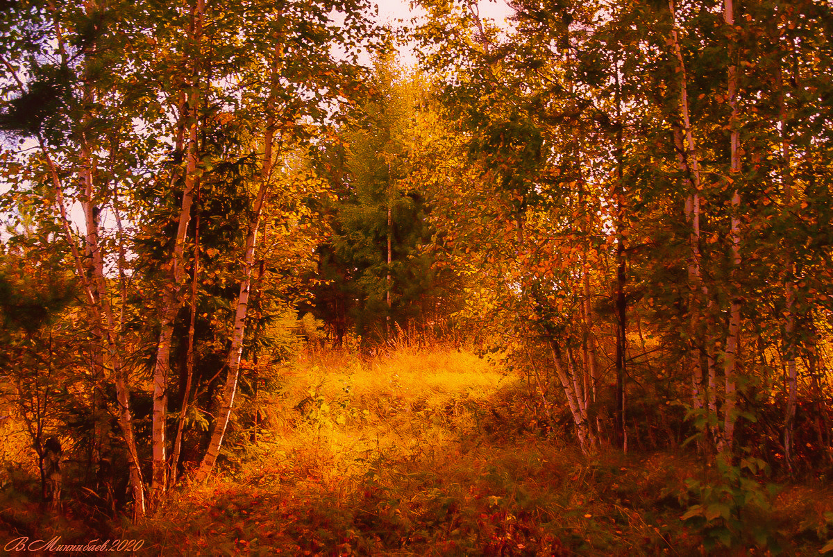 Пришла золотая осень... пейзаж природа осень лес