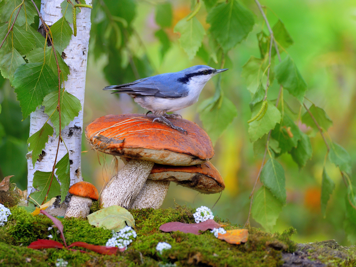 В осеннем лесу 4 природа птицы фотоохота поползень осень грибы