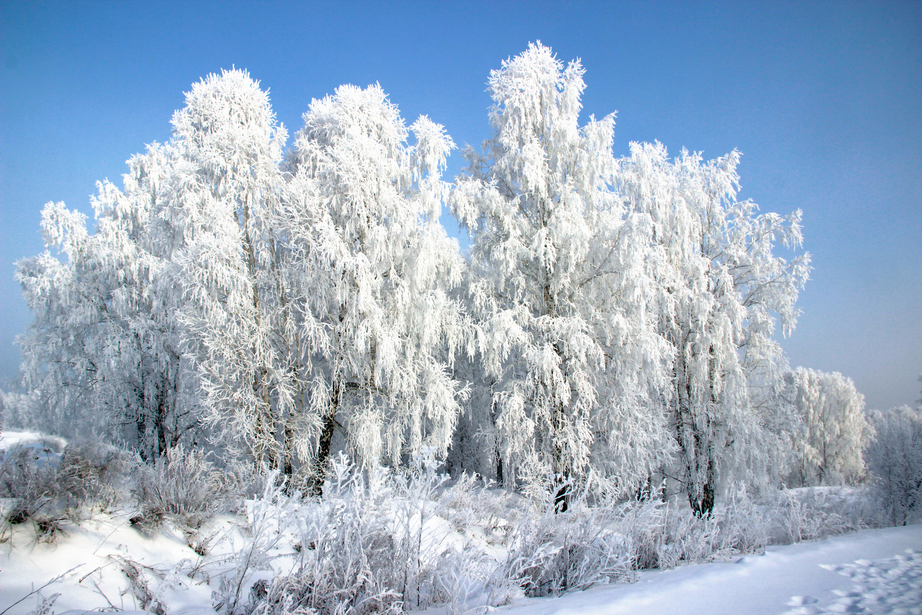 Белое и голубое Сибирь зима иней серебро снег деревья