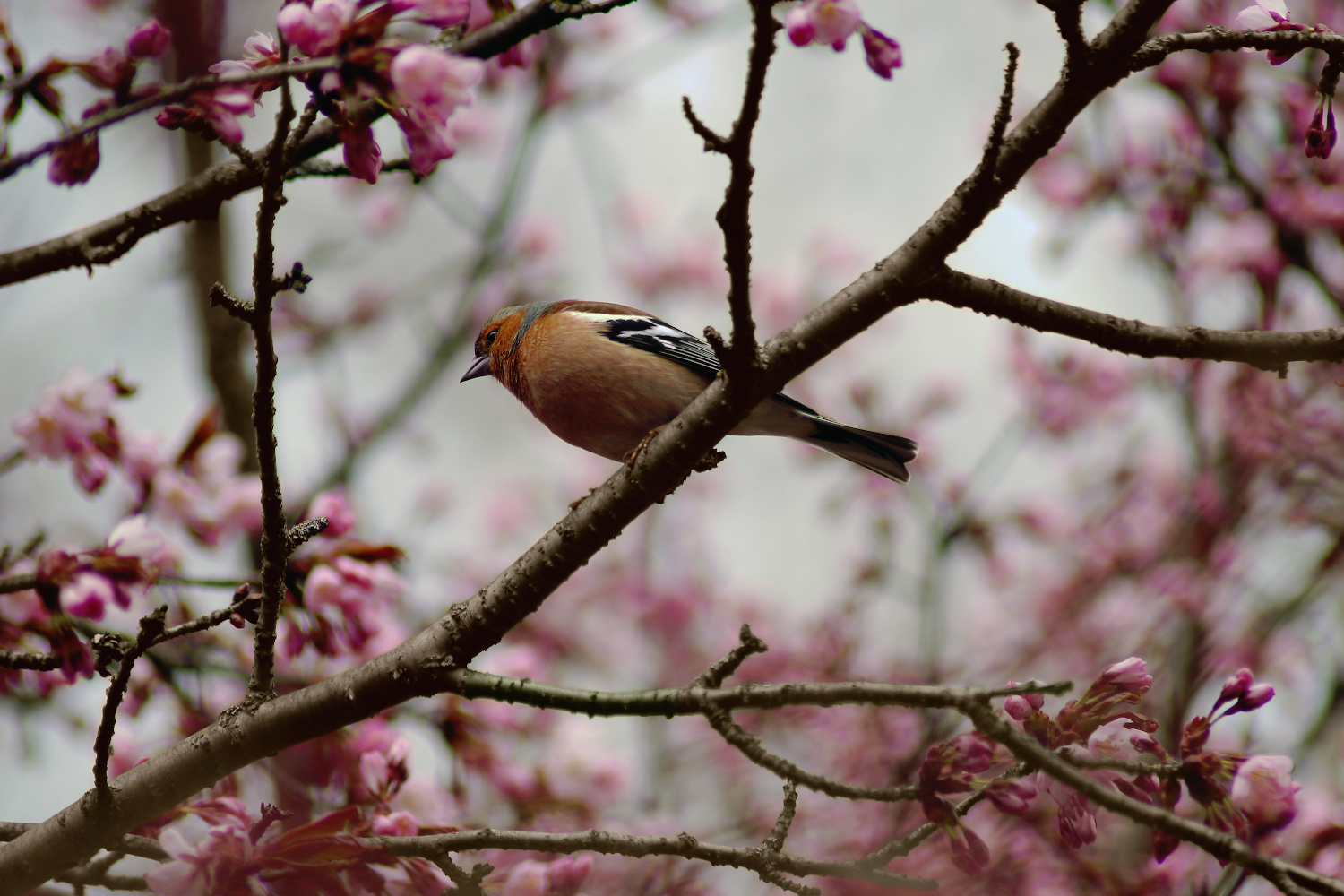 На цветущей сакуре зяблик сакура цветы весна