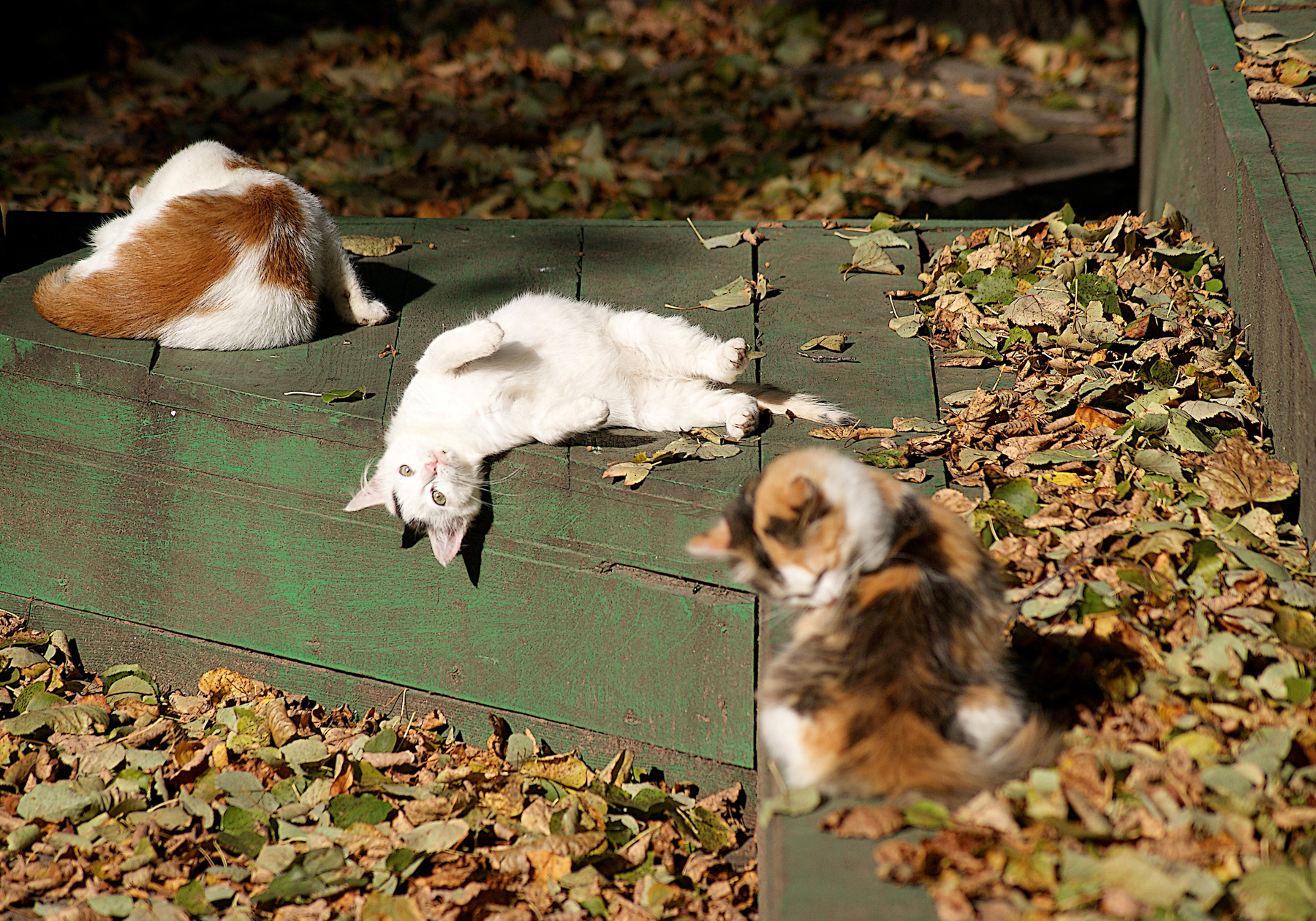 Еще вот как могу кошки осень октябрь