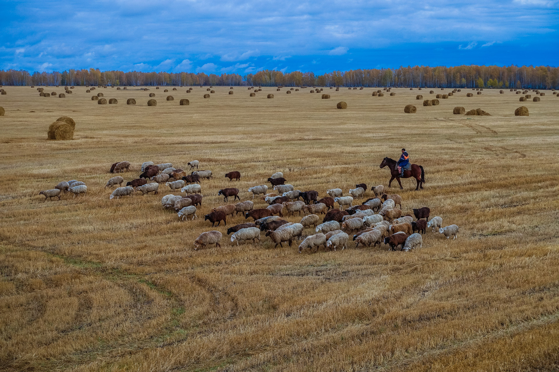 Русское поле Поле осень солома овцы пастух