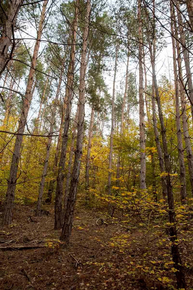 Осенний лес. осень лес