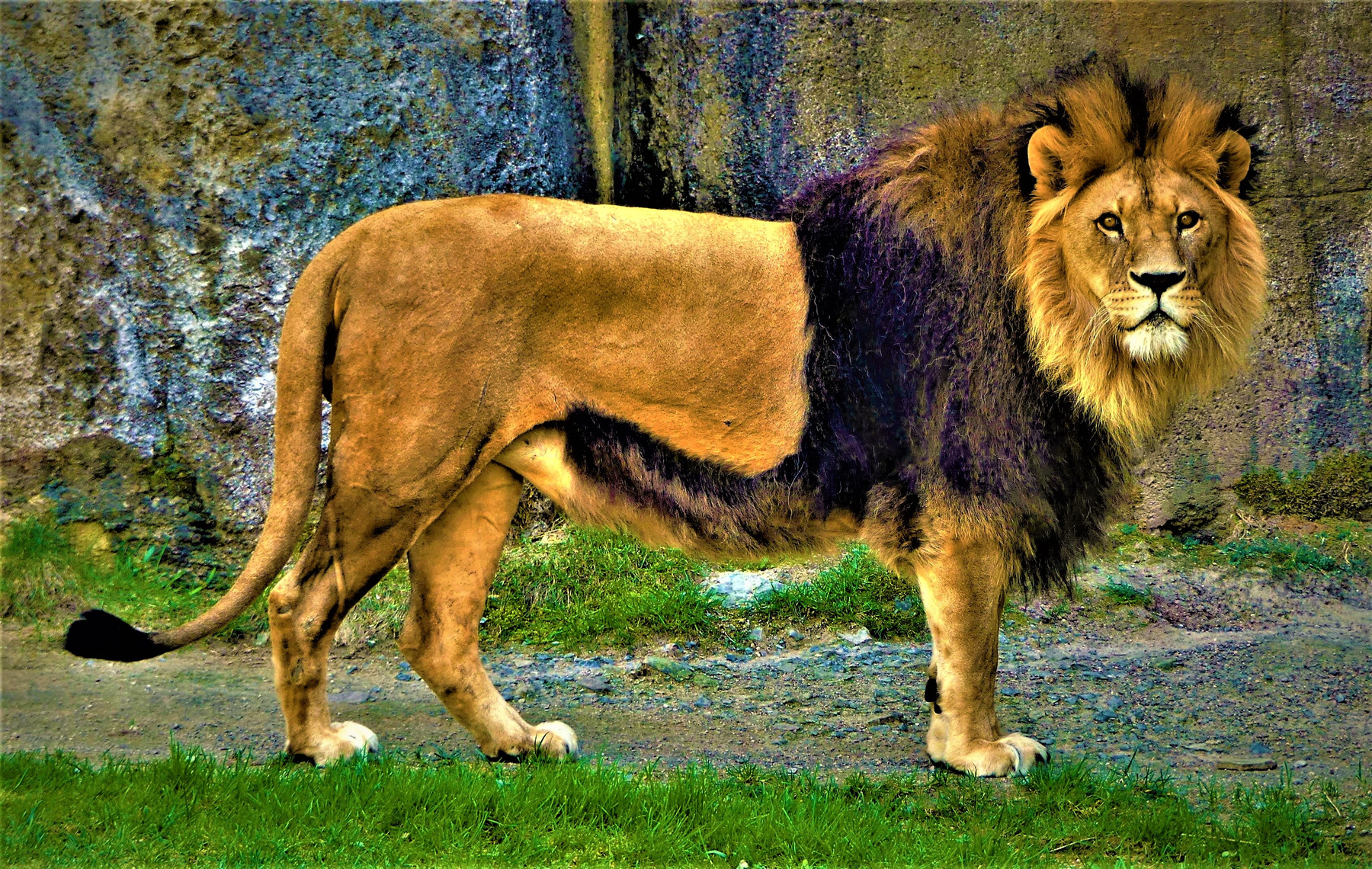 Царский взгляд животные зоопарк лев