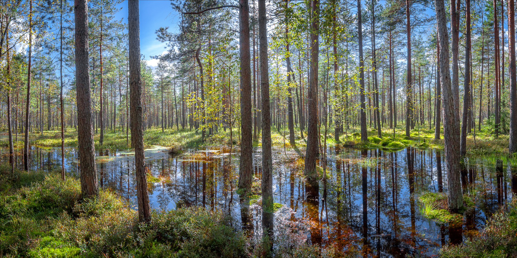 Осеннее половодье у Безымянного озера на болоте Ламмин-Суо Карельский перешеек болото Ламмин-Суо