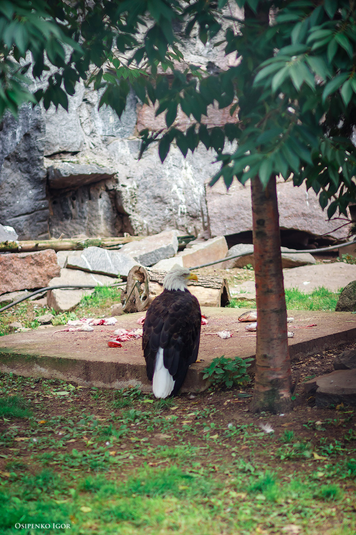 Белоголовый орлан Белоголовый орлан