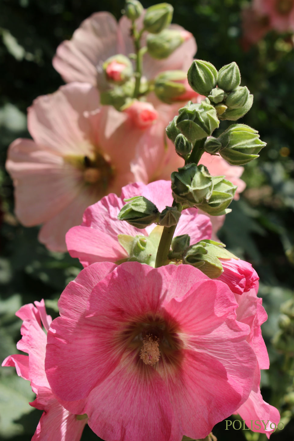 Мальвы цветы летние мальвы шток-роза алтей розовые