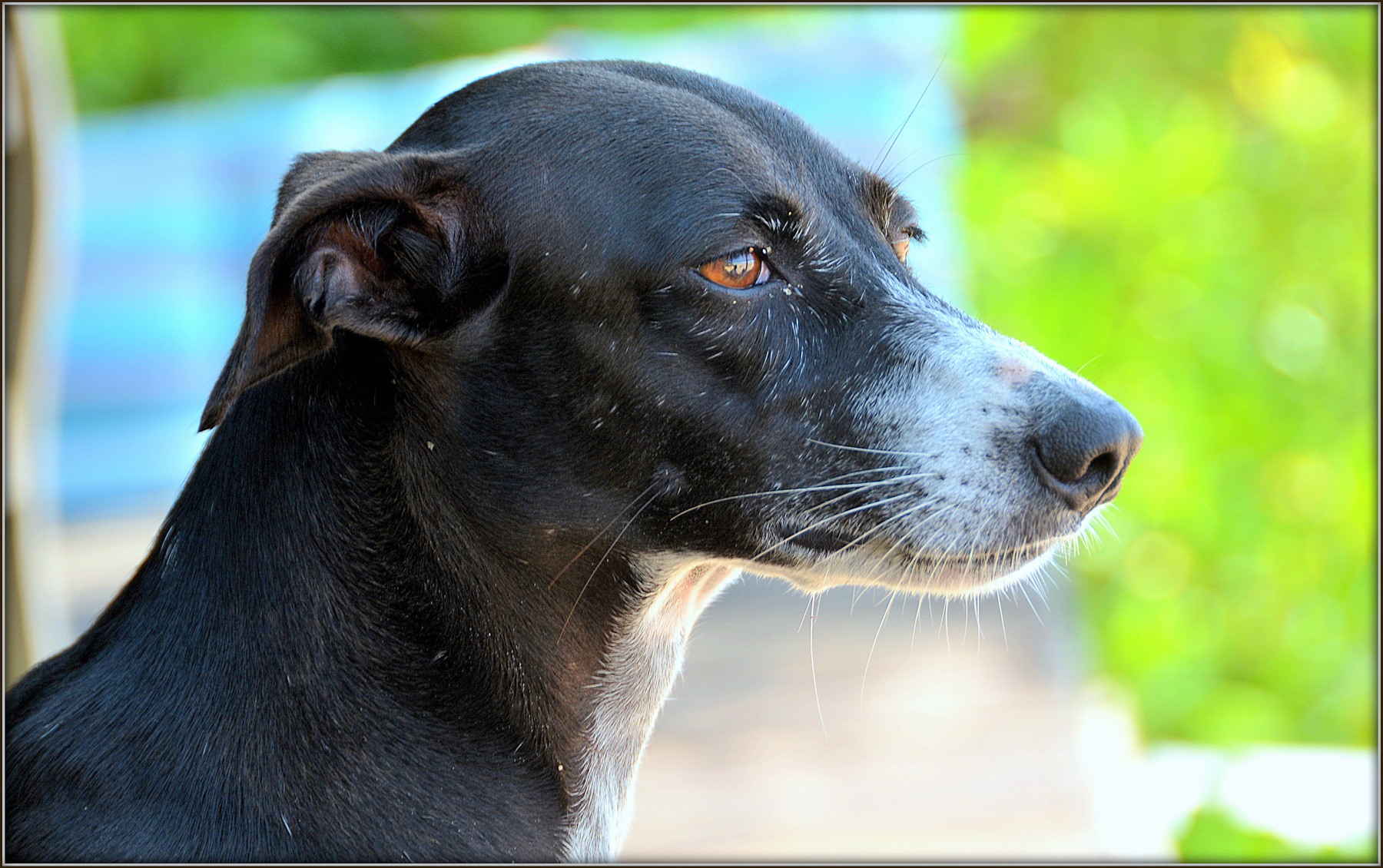 Хиккадува. Портрет собаки Шри-Ланка Хиккадува живой мир собака