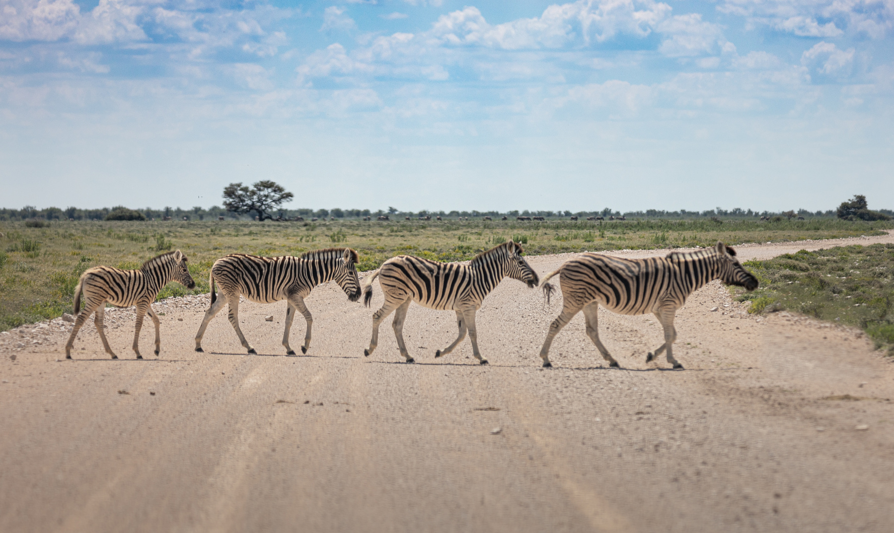 Фотография Abbey Road. Zebra edition из раздела животные #7147201 -  фото.сайт - sight.photo