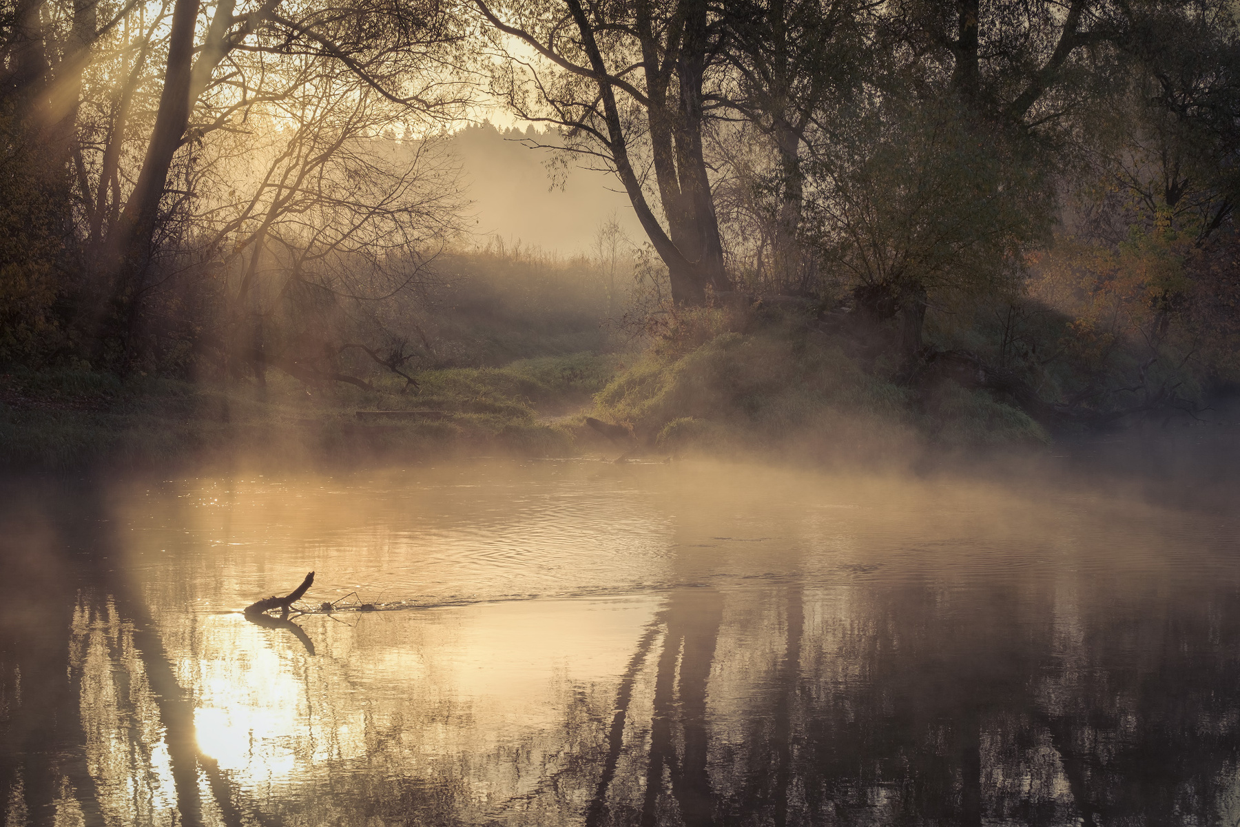 Там кто-то шевелился истра река осень октябрь утро туман деревья коряги мистика
