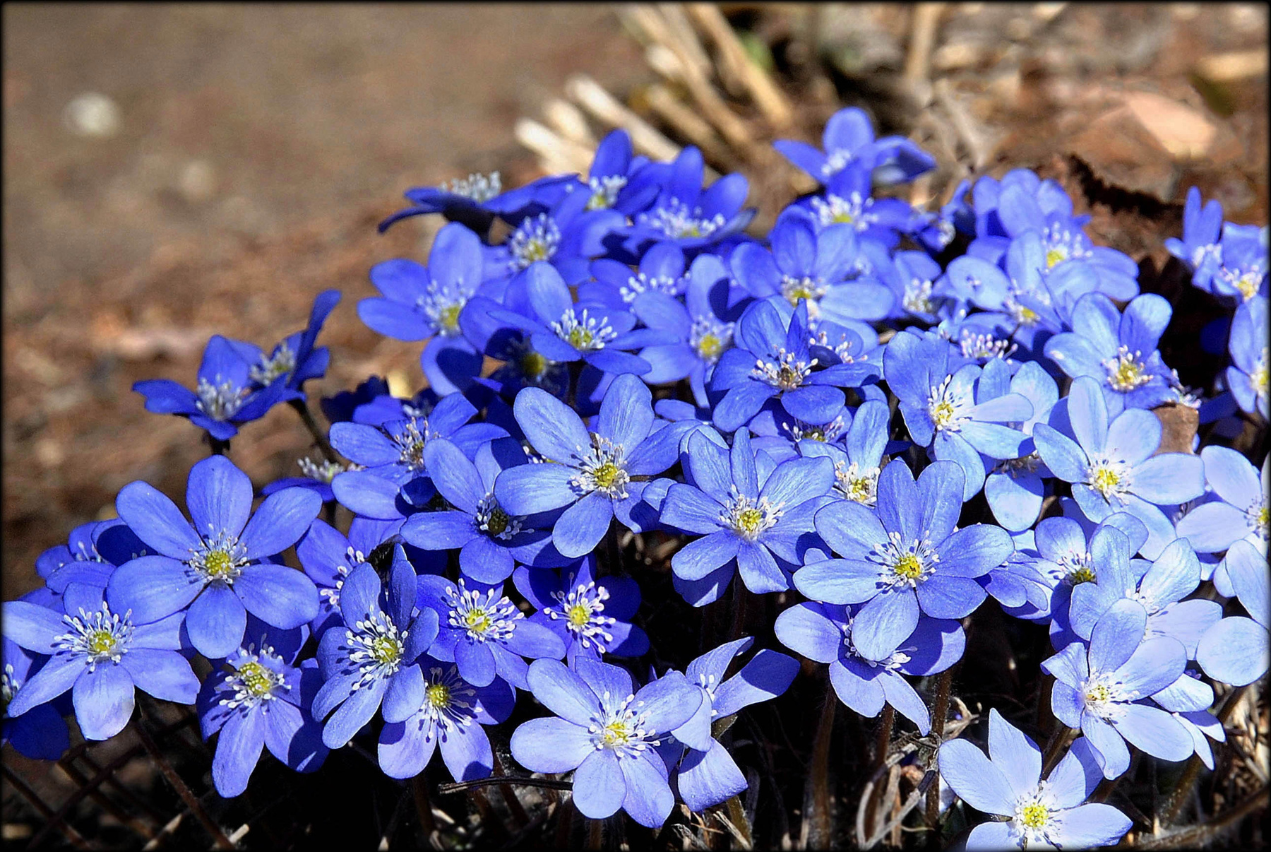Синие подснежники. весна апрель цветы первоцветы печеночница подснежники пролеска