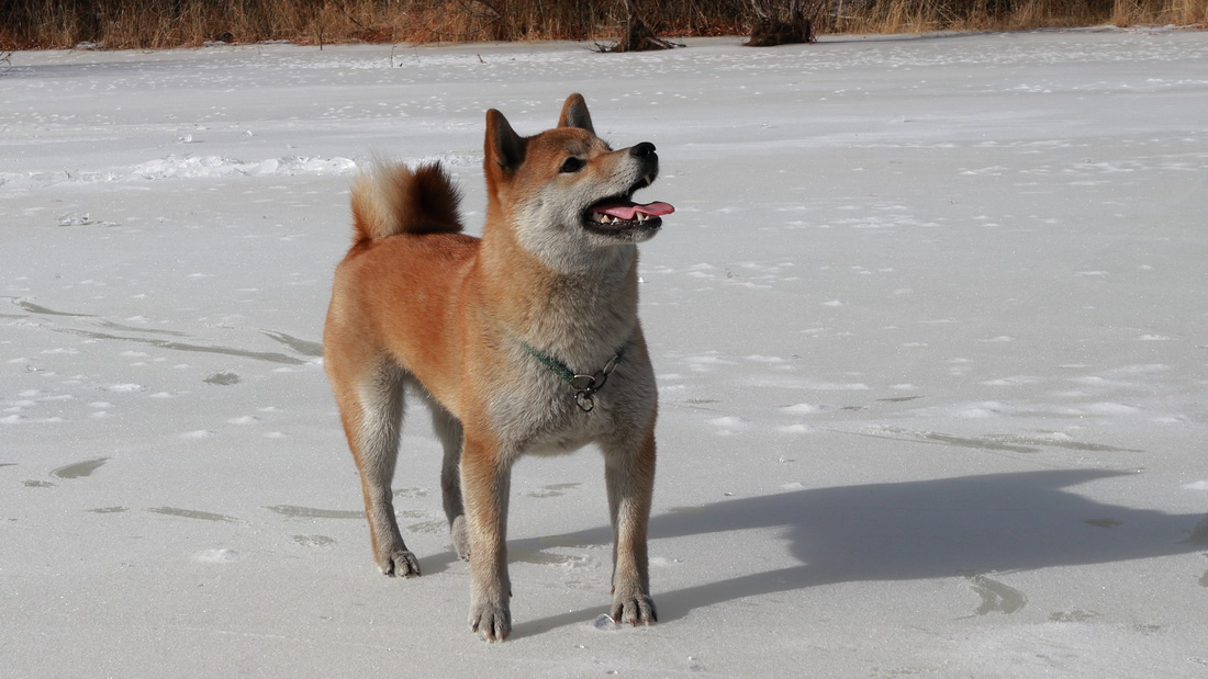 Звезда (ホーシー) Сиба-ину собака зима отдых Япония