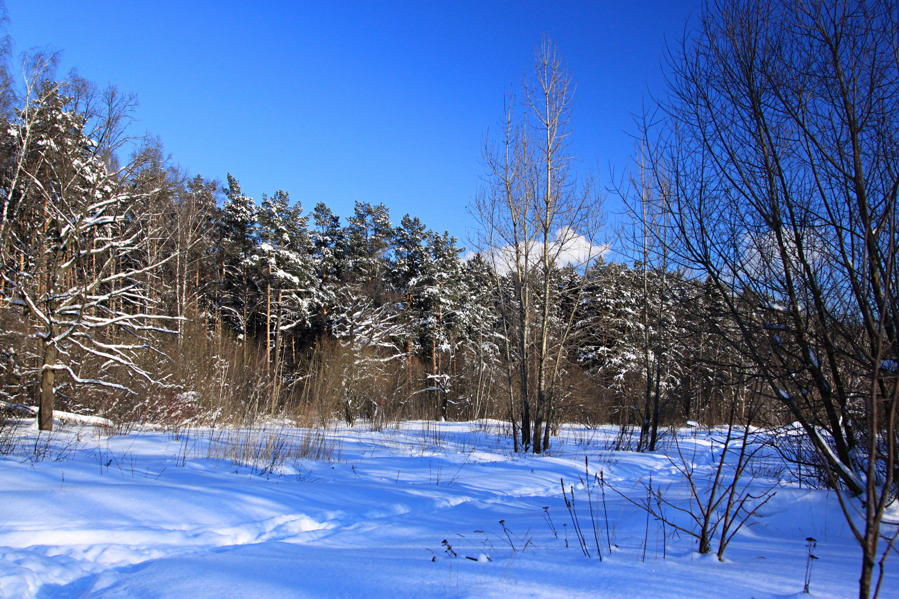 Вдоль леса зима мороз лес снег природа пейзаж