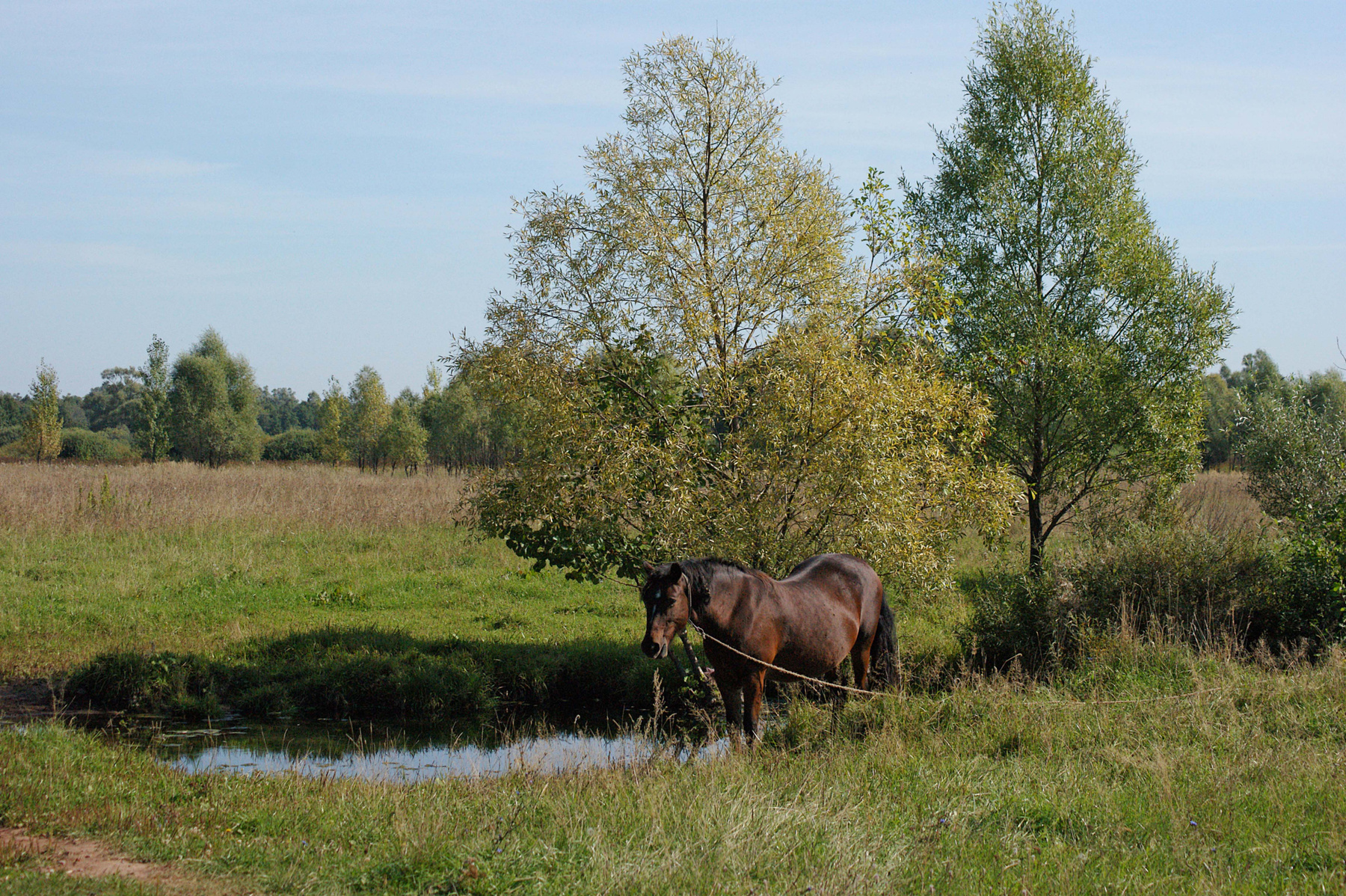 У речки осень пейзаж речка лошадь