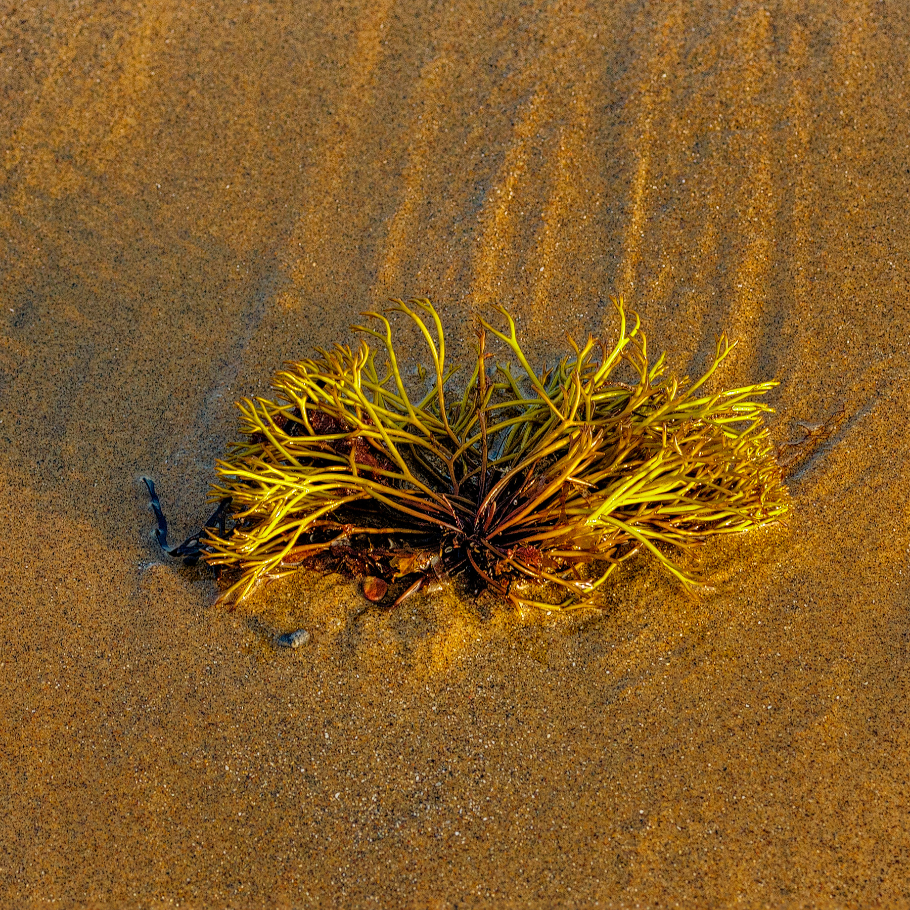 Цветы водоросли цветы зеленый песок тени отлив вода море пляж