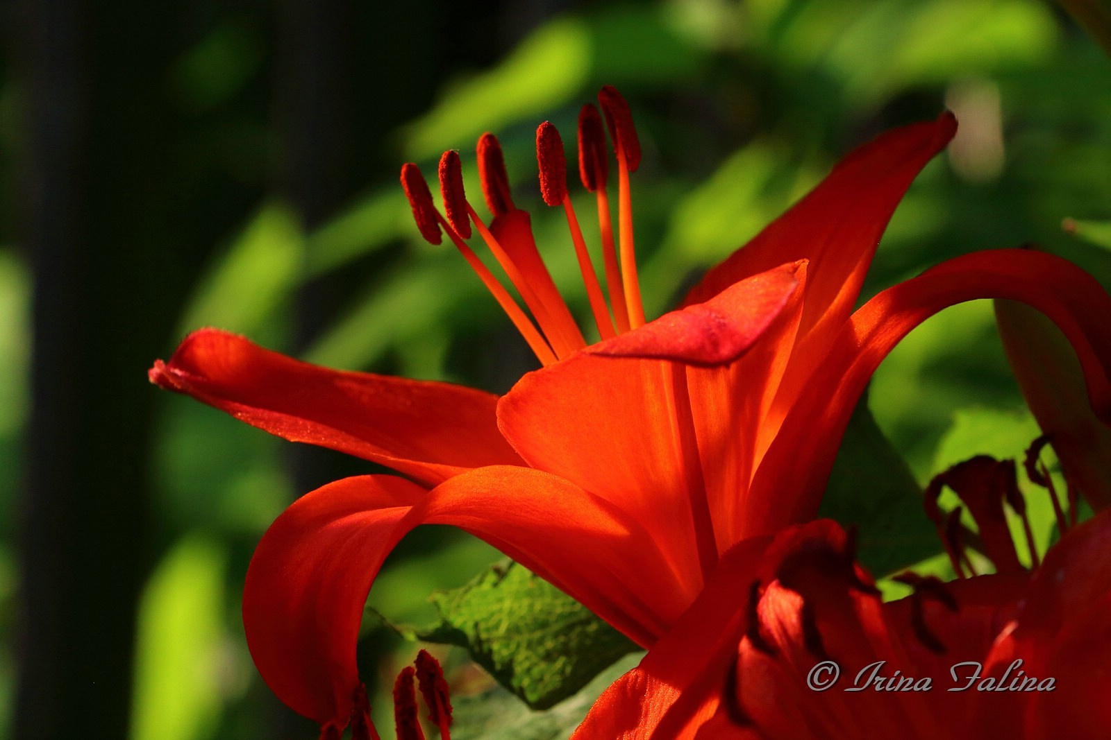 "Огненный" цветок Лилия растения цветы сад крупный план красный венчик тычинки