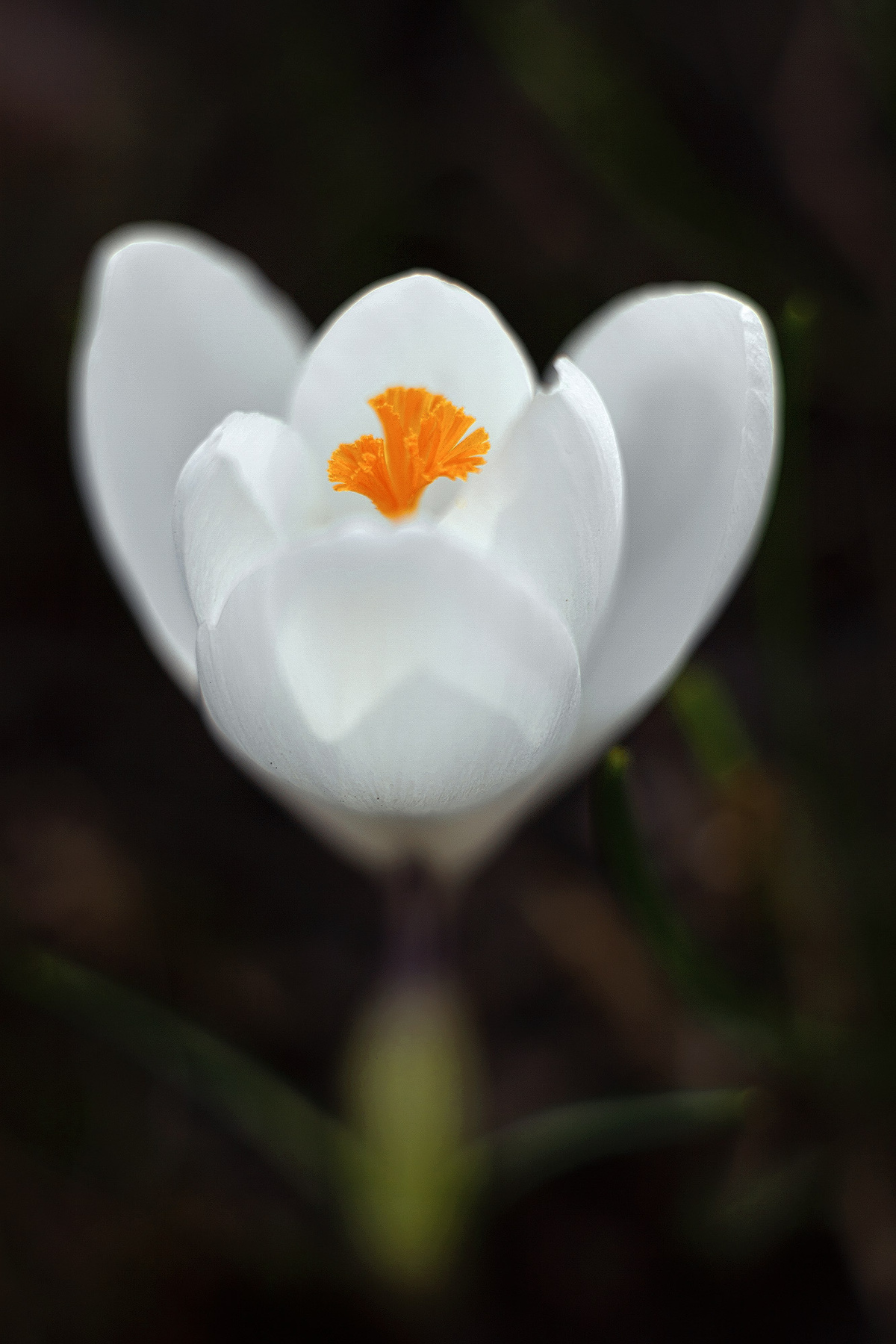 Крокус крокус весна цветы красота белый