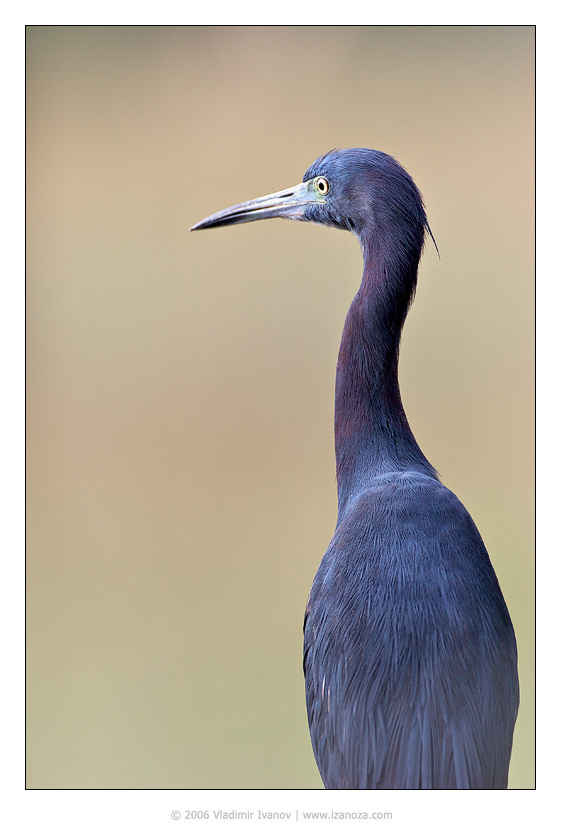Маленький гигант большого секса малая голубая цапля Little blue heron Corkscrew Swamp Sanctuary Florida US