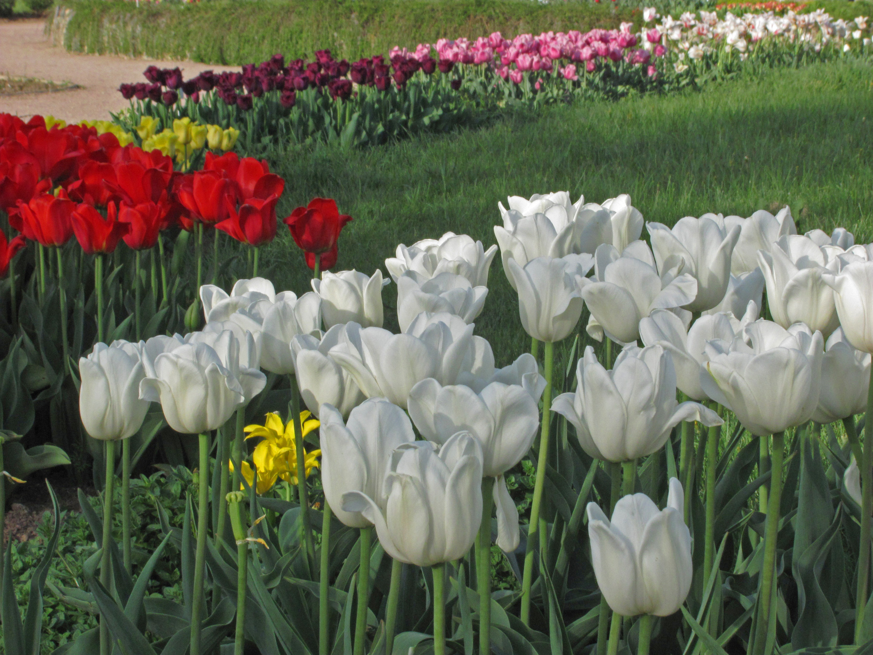Тюльпановое настроение крым симферополь россия цветы весна бот сад тюльпан природа аллея
