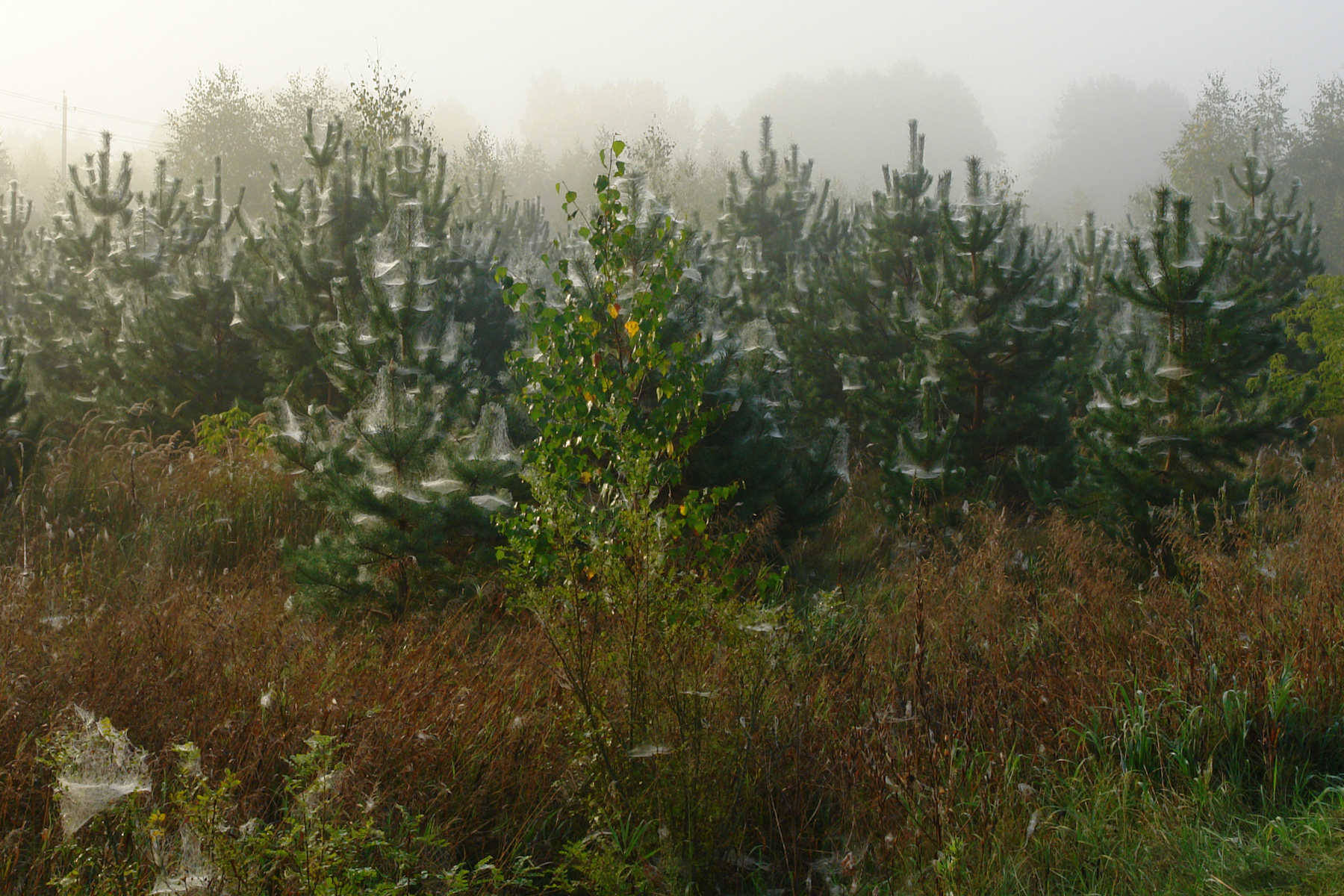 Белая осень туман сосны паутина осень