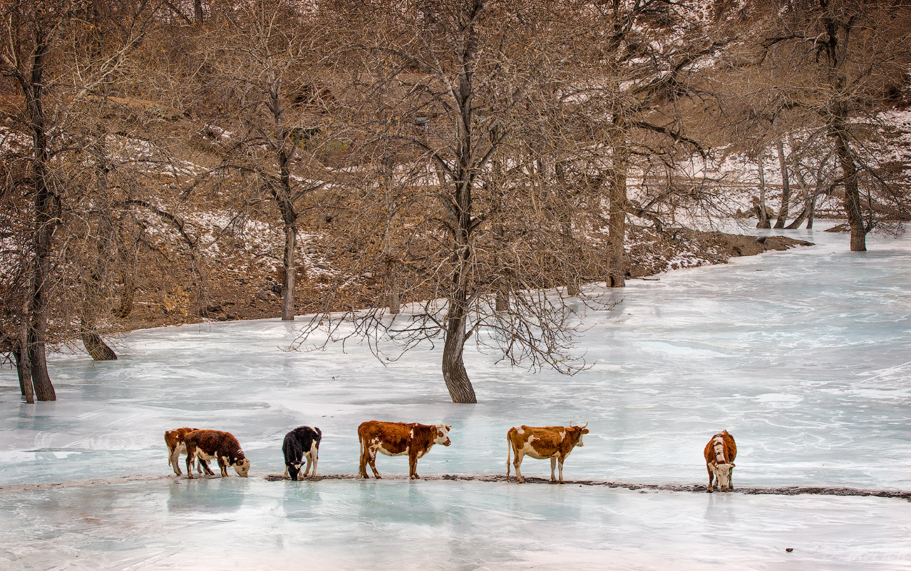 Организованной толпой, или о коровах на льду. Алтай март весна Чуйский тракт Горный путешествие лёд снег коровы корова на льду Чуя