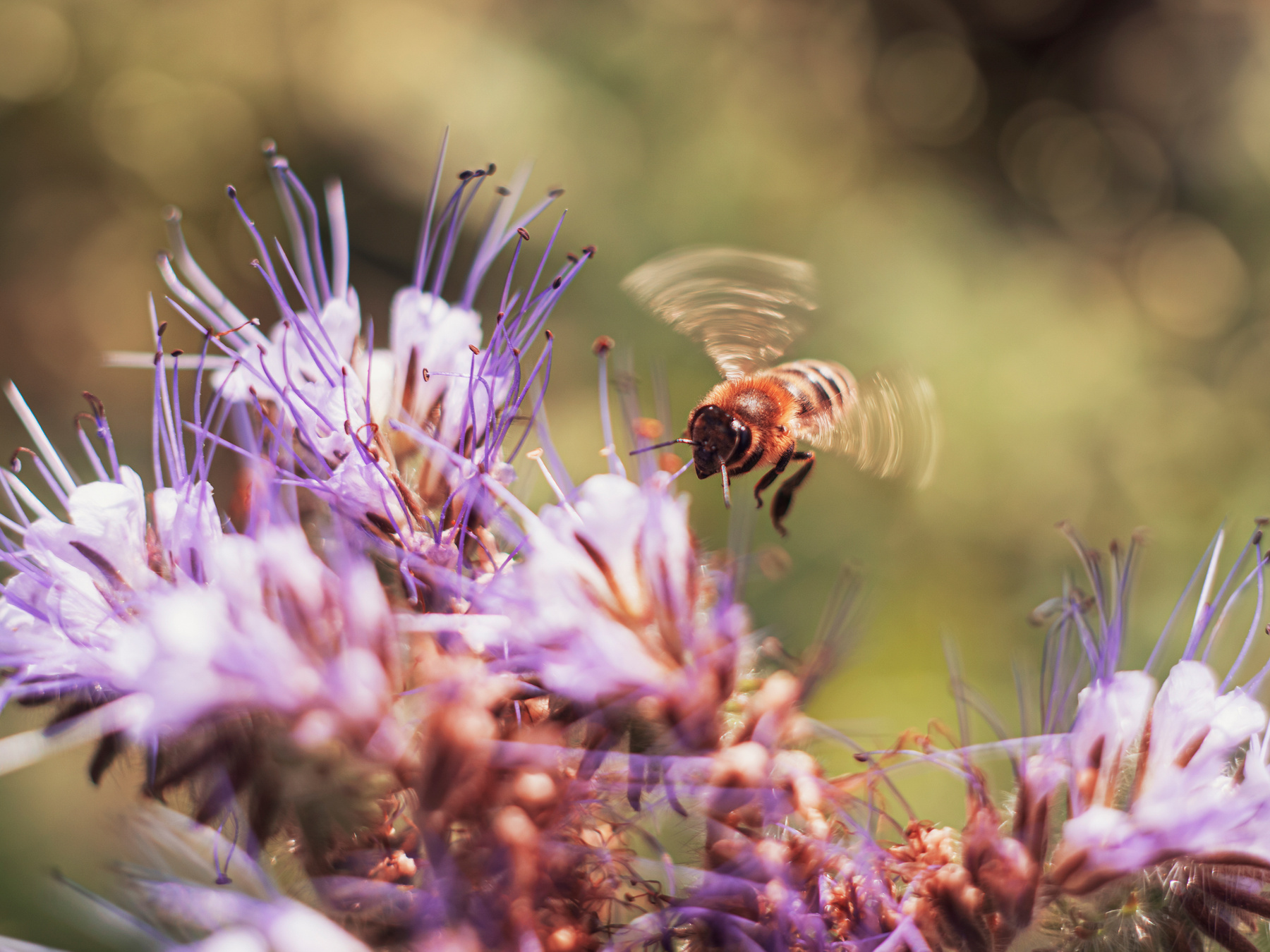 Бзззз макро пчела цветок лето природа