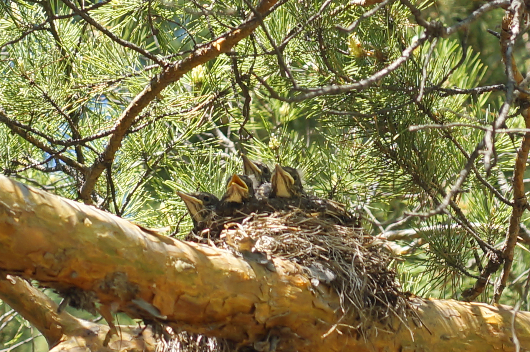 Птенцы птенцы гнездо сосна дрозд-рябинник лес