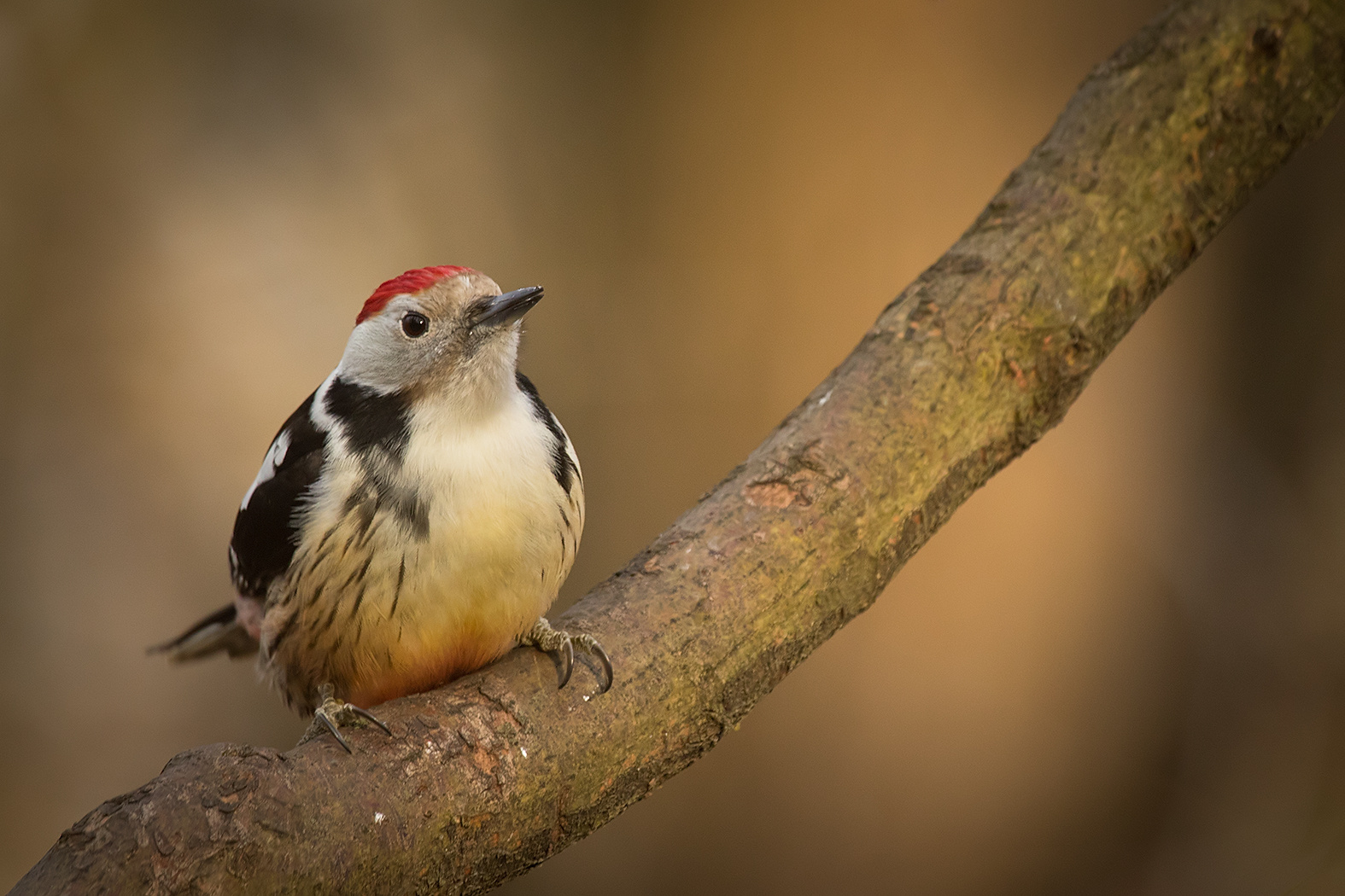 Middle spotted woodpecker 