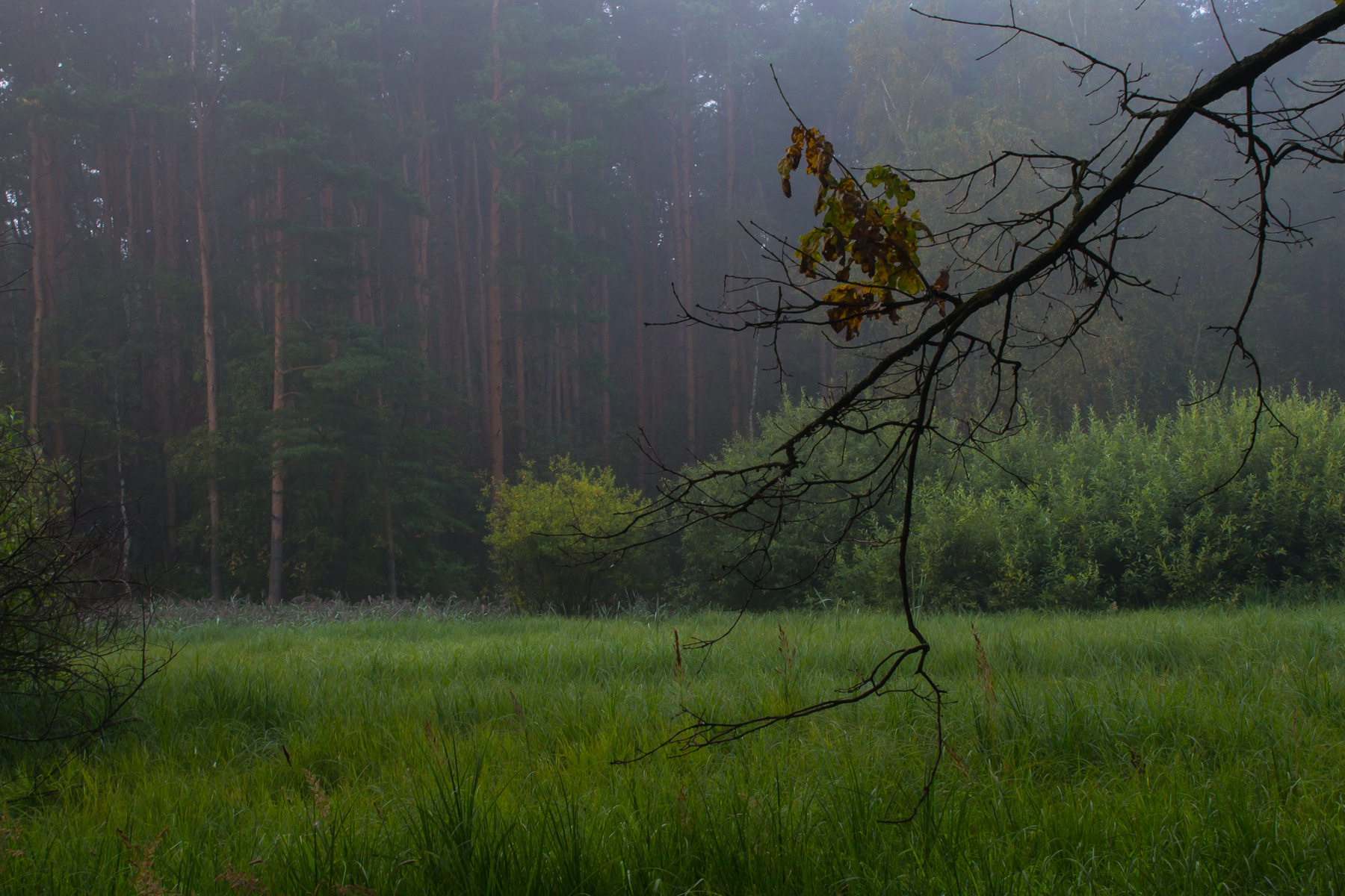 Туманное утро в лесу лес туман деревья сосны ветка август