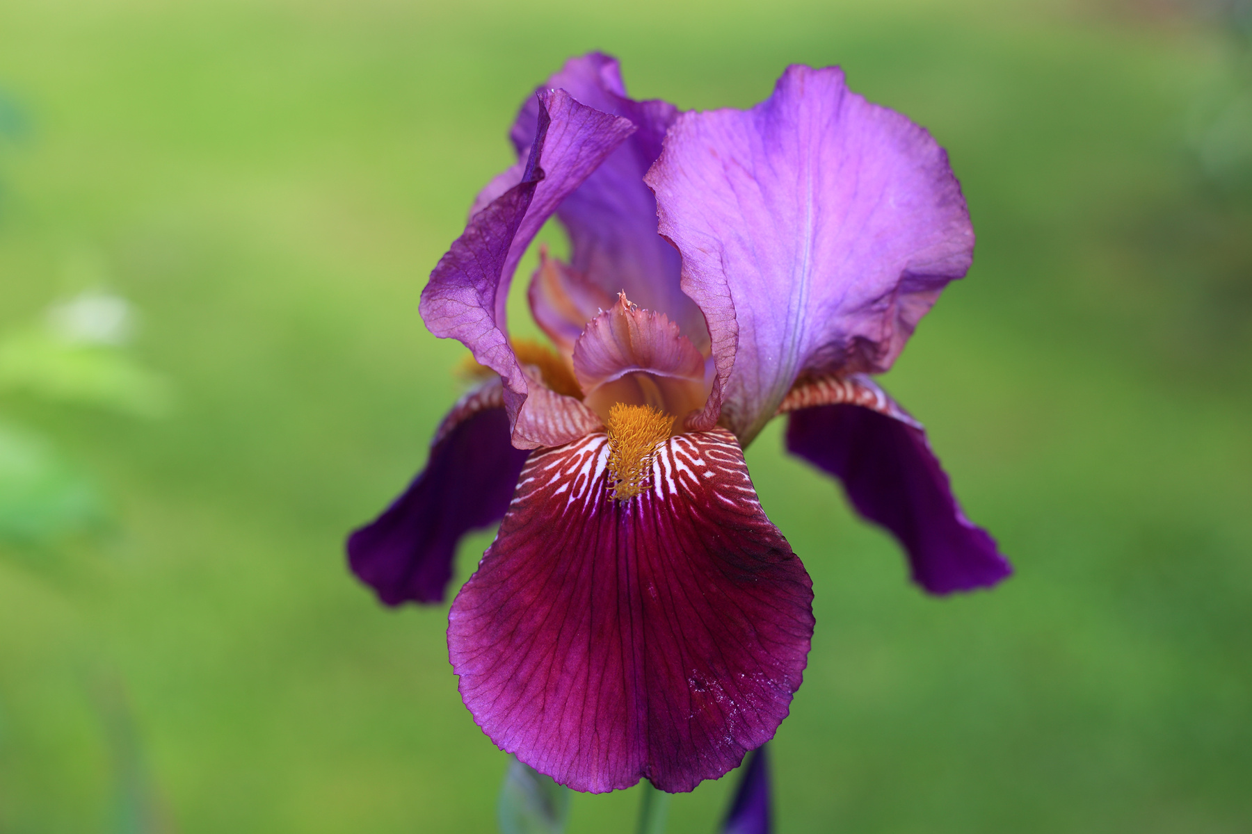 Orchid orchid орхидея цветы природа