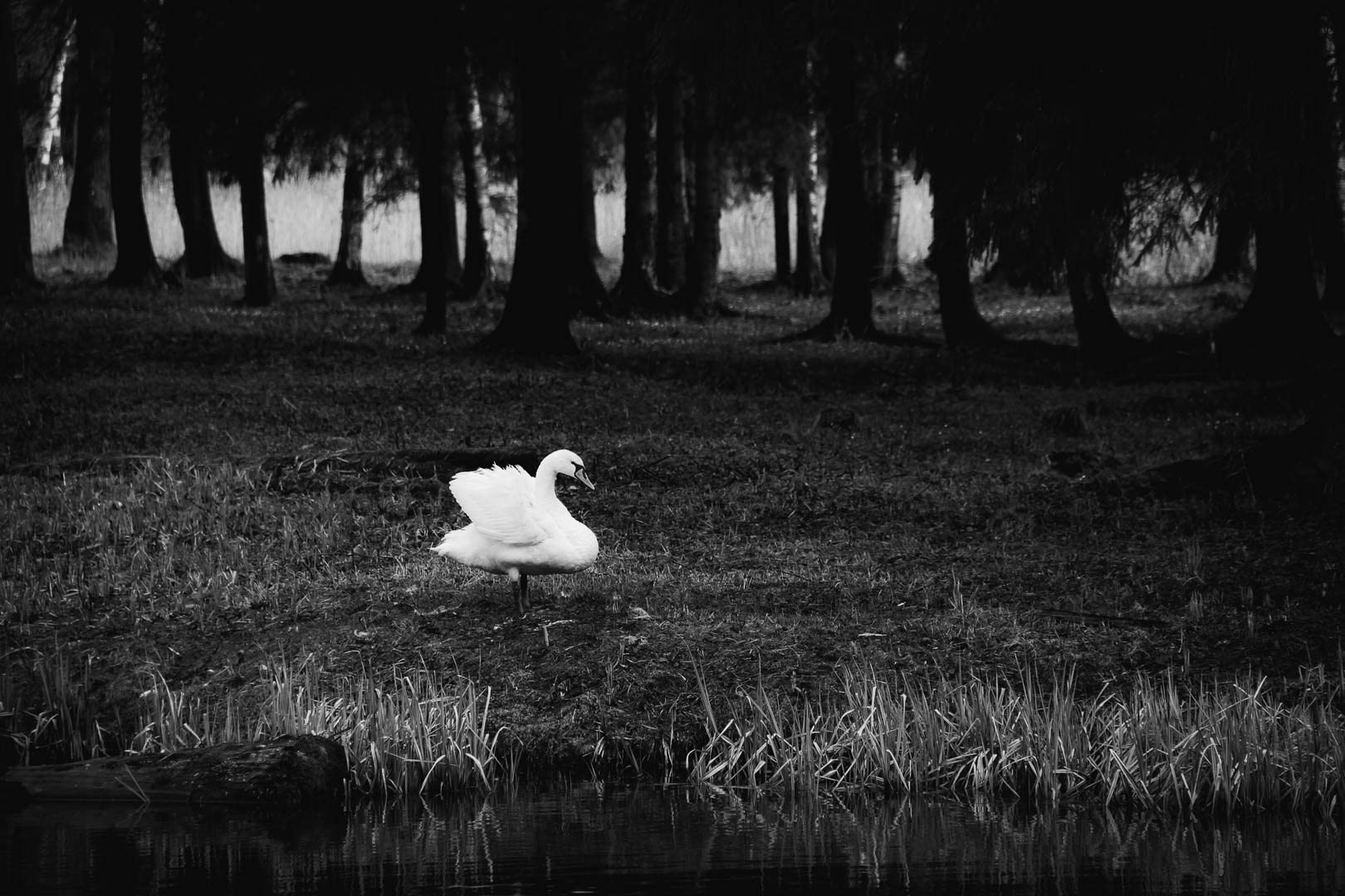 Пятнышко Зеркалка кэнон животные фото фотопрогулка чб черное и белое глубина bw canon animal fineart