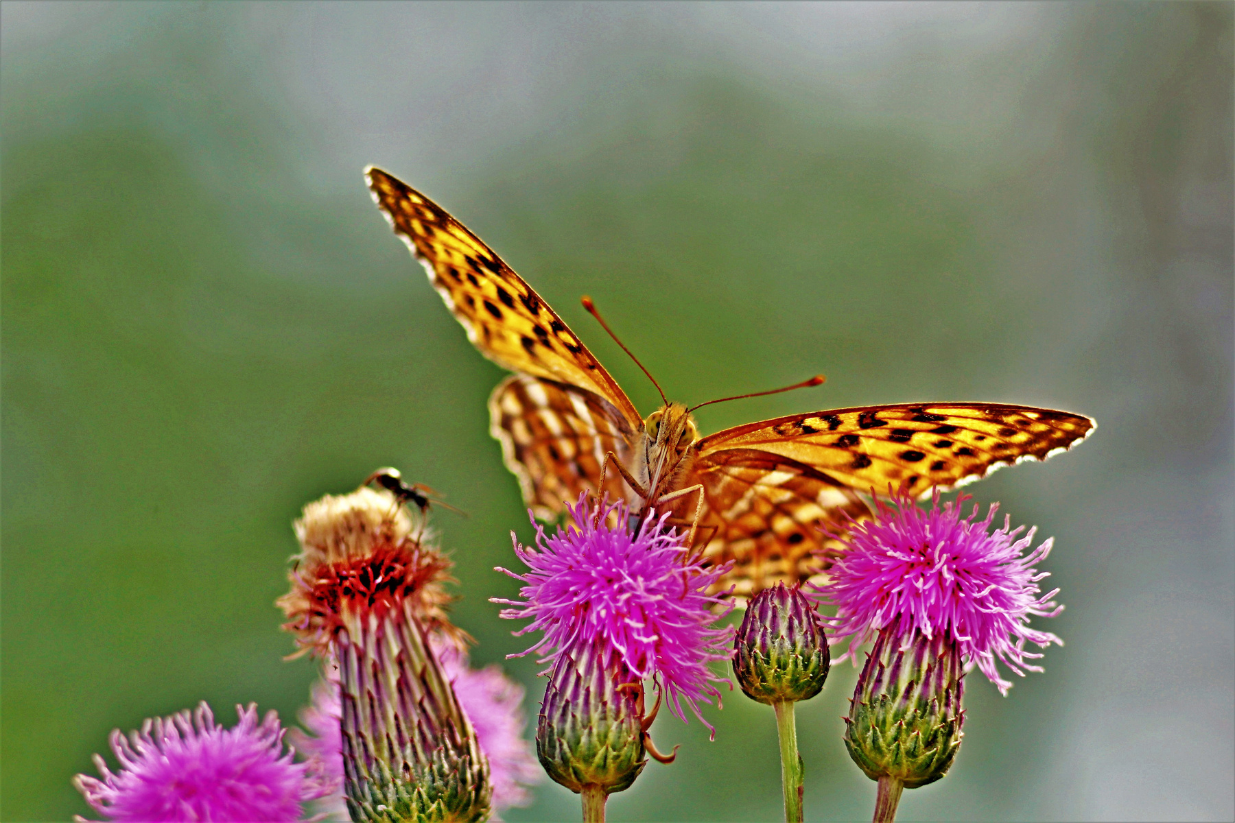 *** природа лето насекомые жара красота бабочки
