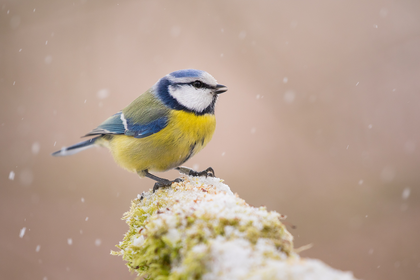 Titmouse in winter 
