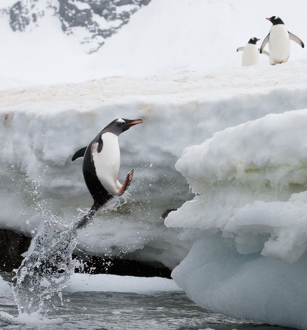 Глупый пингвин прячет тело жирное. Пингвин. Глупый Пингвин. Над седой равниной моря гордо реет глупый Пингвин. Гордый Пингвин.