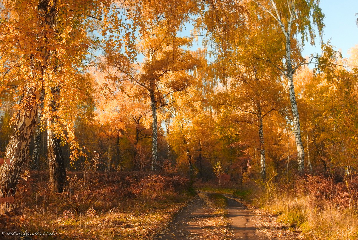 Дорога в осень пейзаж природа осень лес дорога
