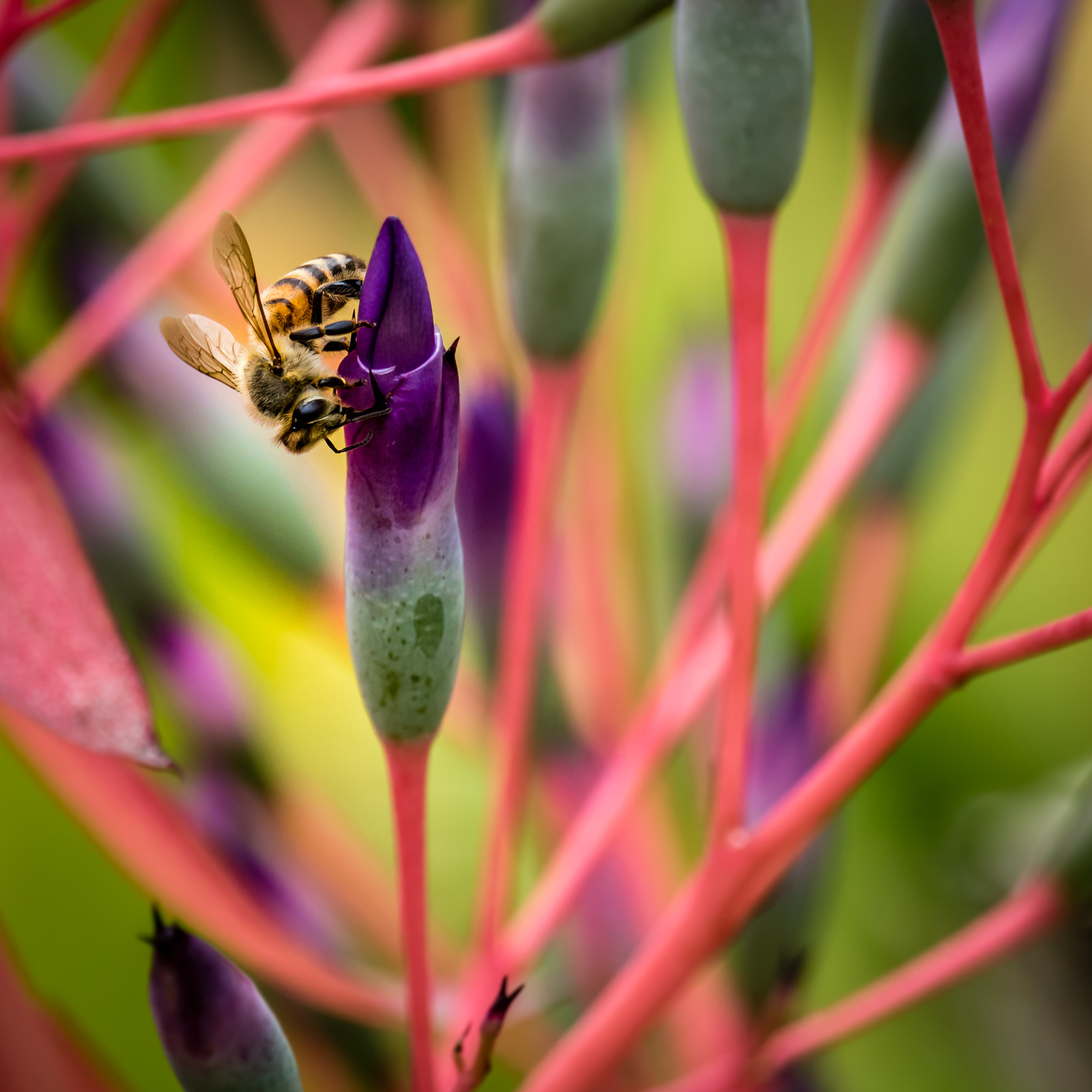 Пчела пчела цветы красный