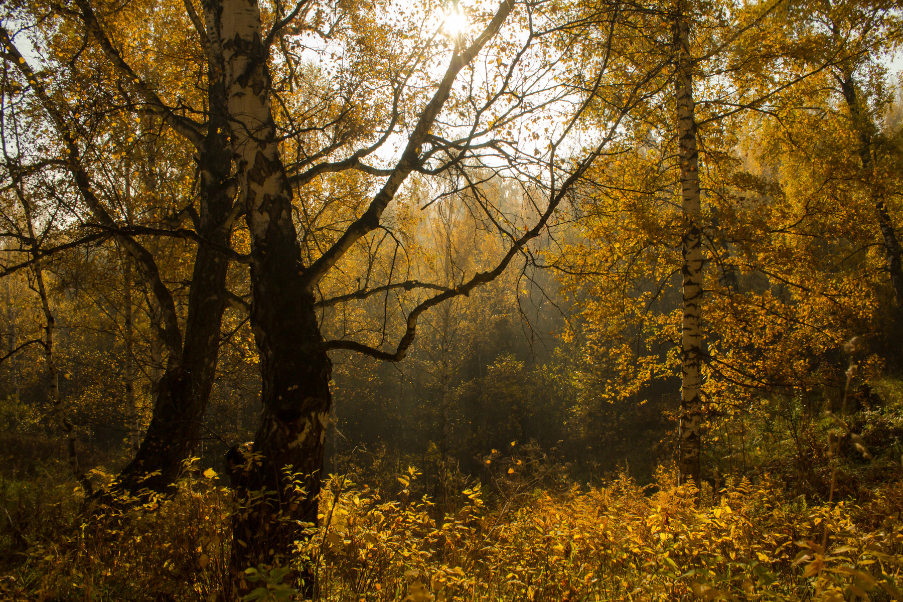 в лесу осеннем осень солнце туман утро сентябрь березы увядание