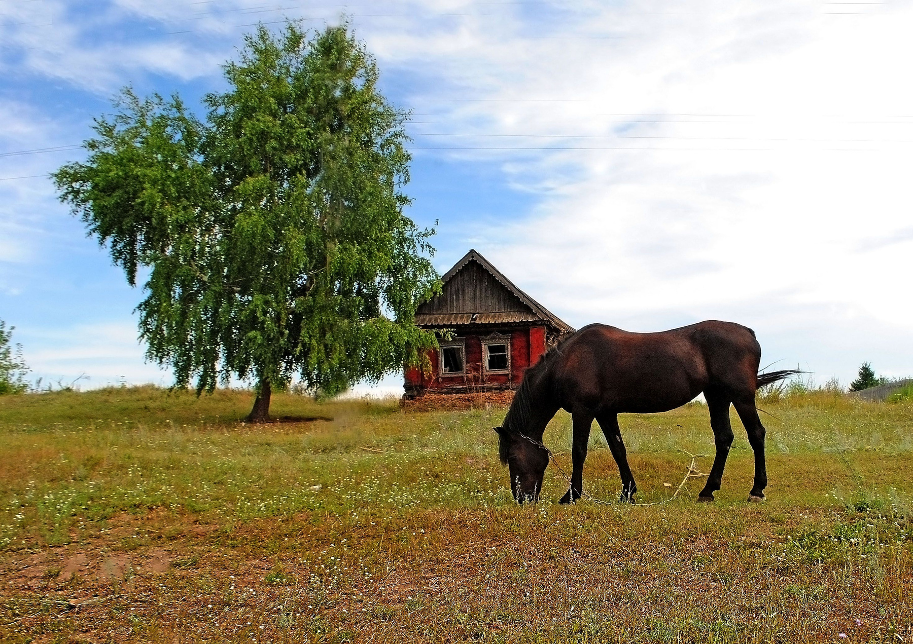 Отпуск в деревне Село лошадь береза нежилой дом