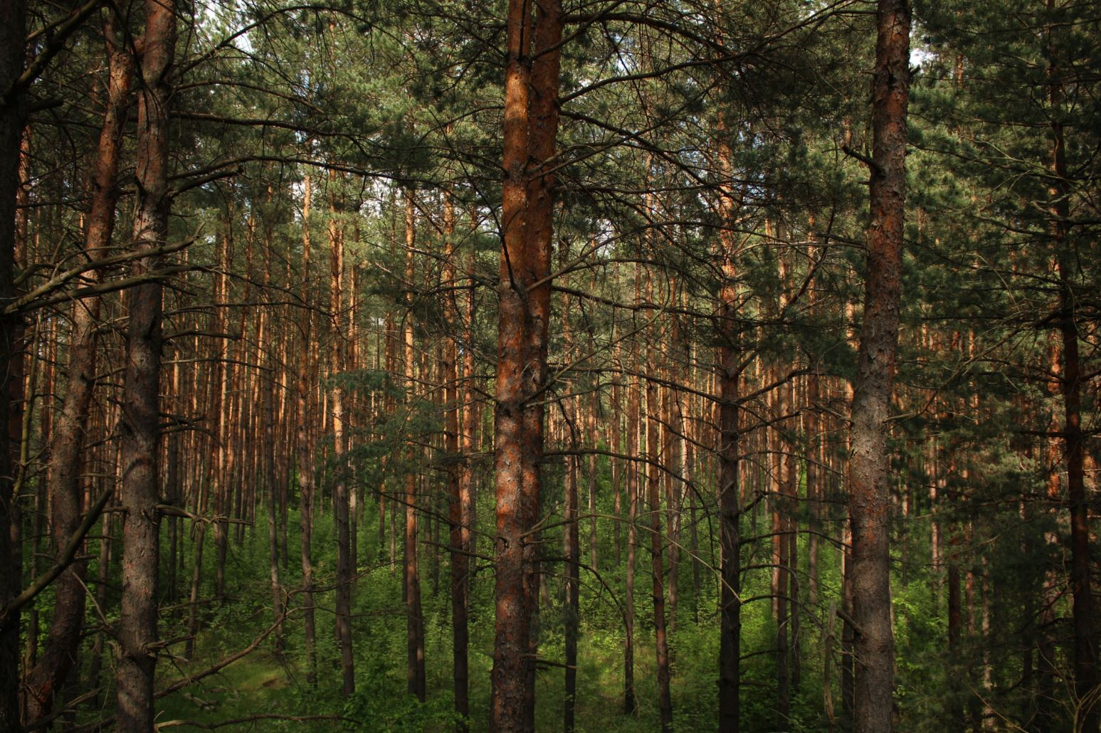 непроходимый  лес 