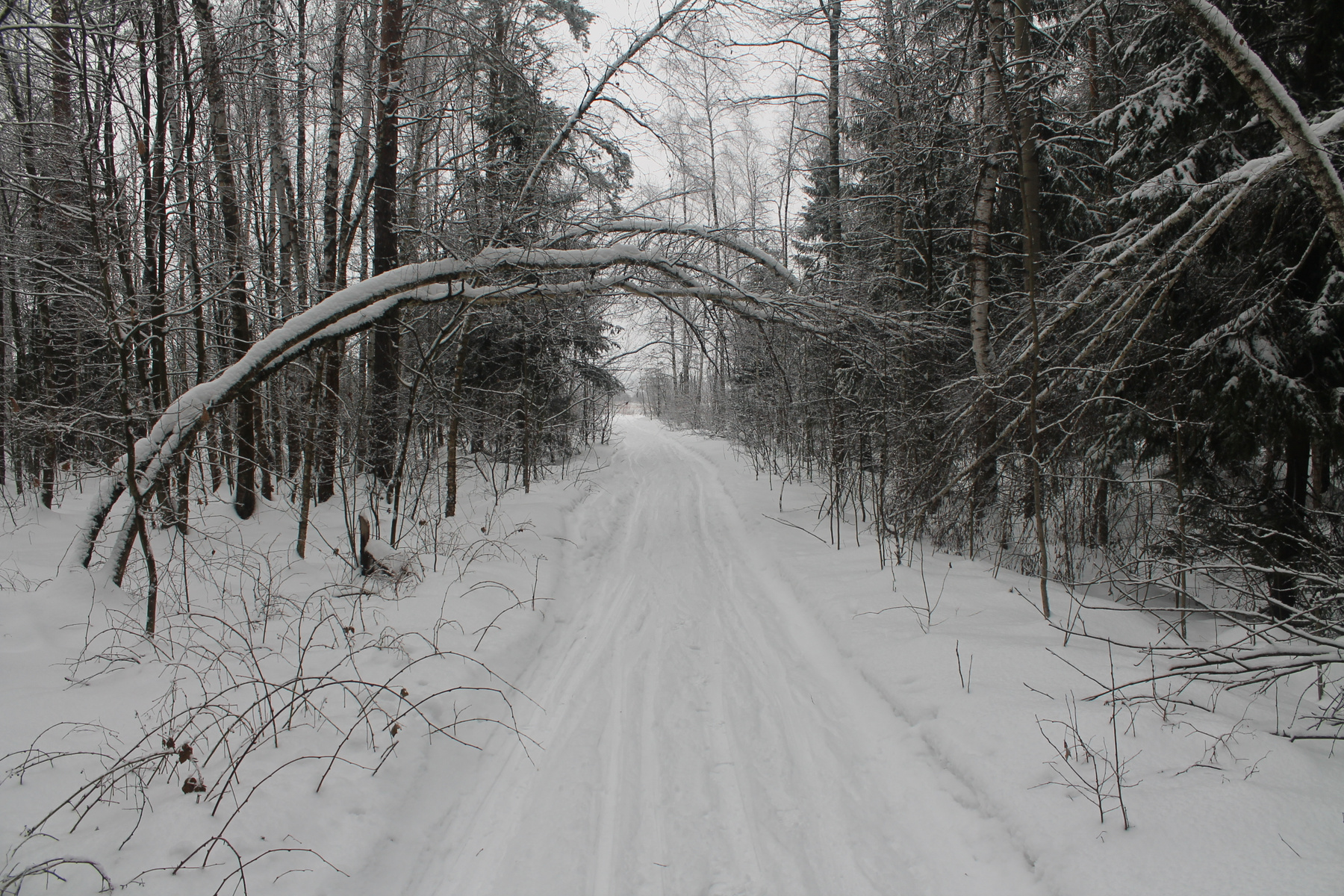 Зимний пейзаж в окрестностях платформы "43 км"(Горьковское направление) Зима Подмосковье