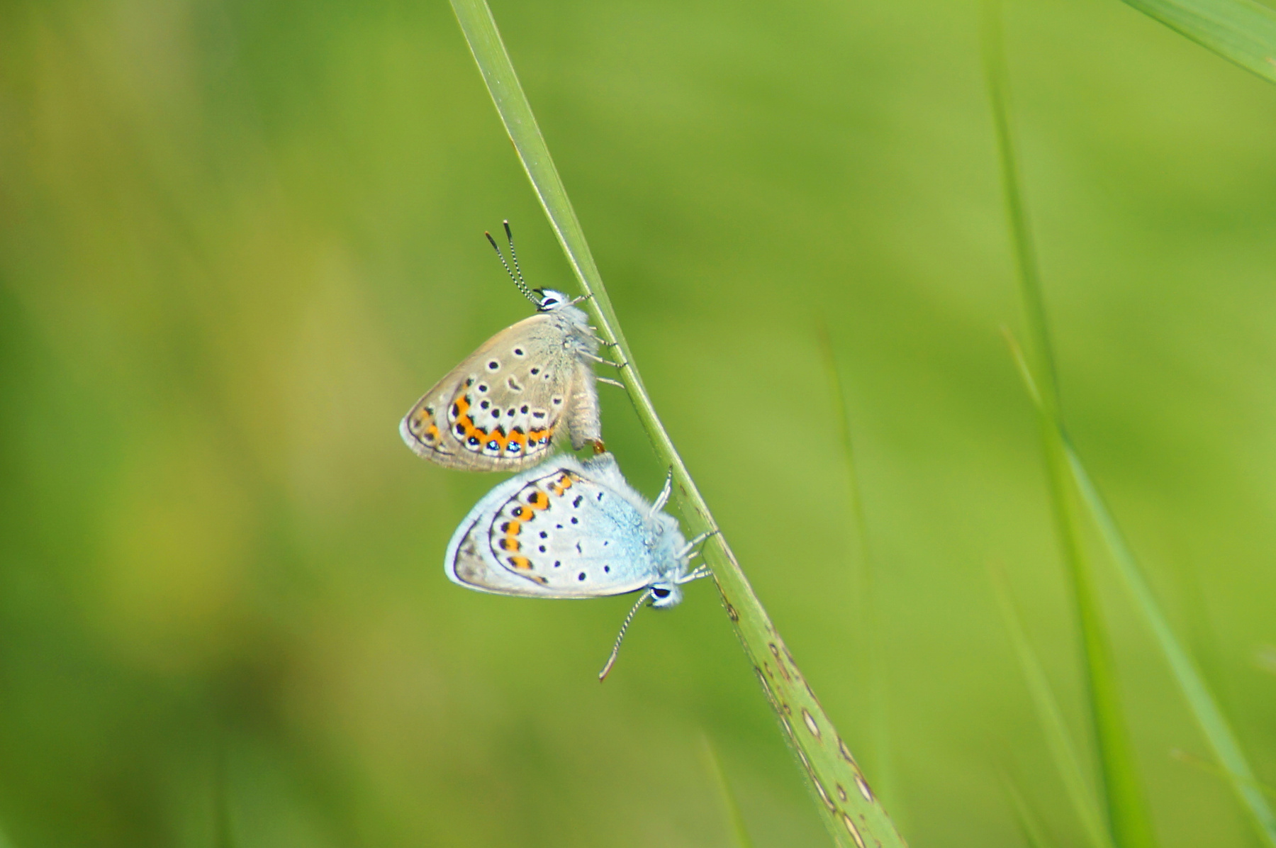 Жизнь продолжается Лето травинка бабочки Волгоград