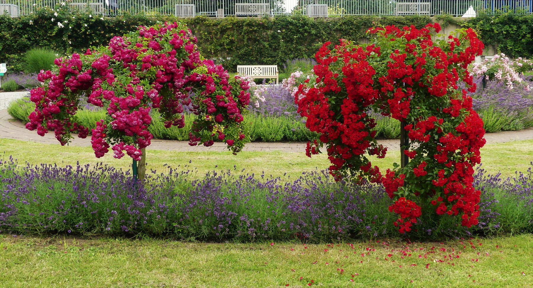 Краски лета Ботанический сад