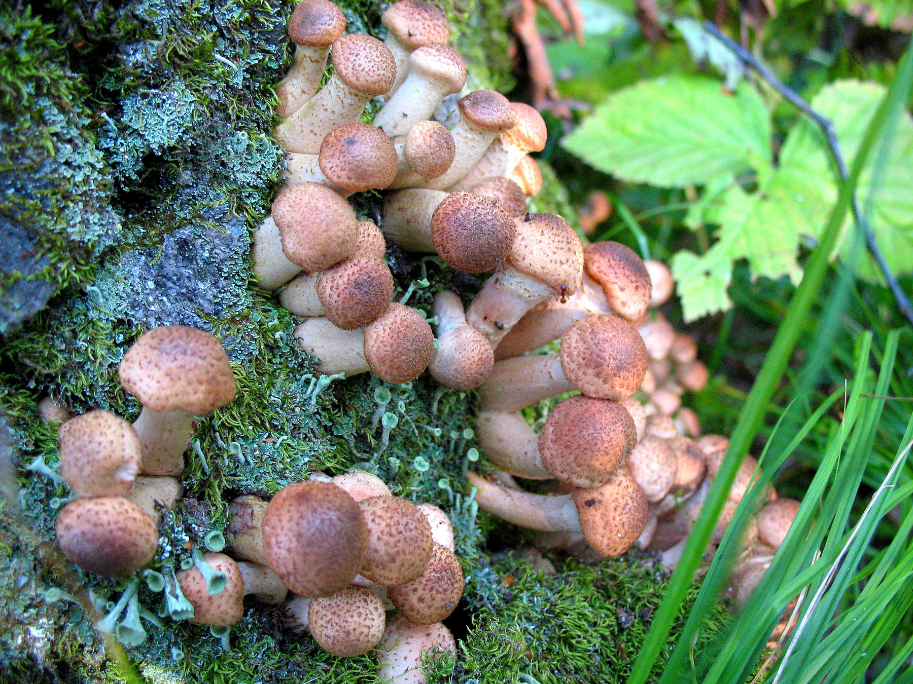 Грибное место природа лето грибы лес макро флора