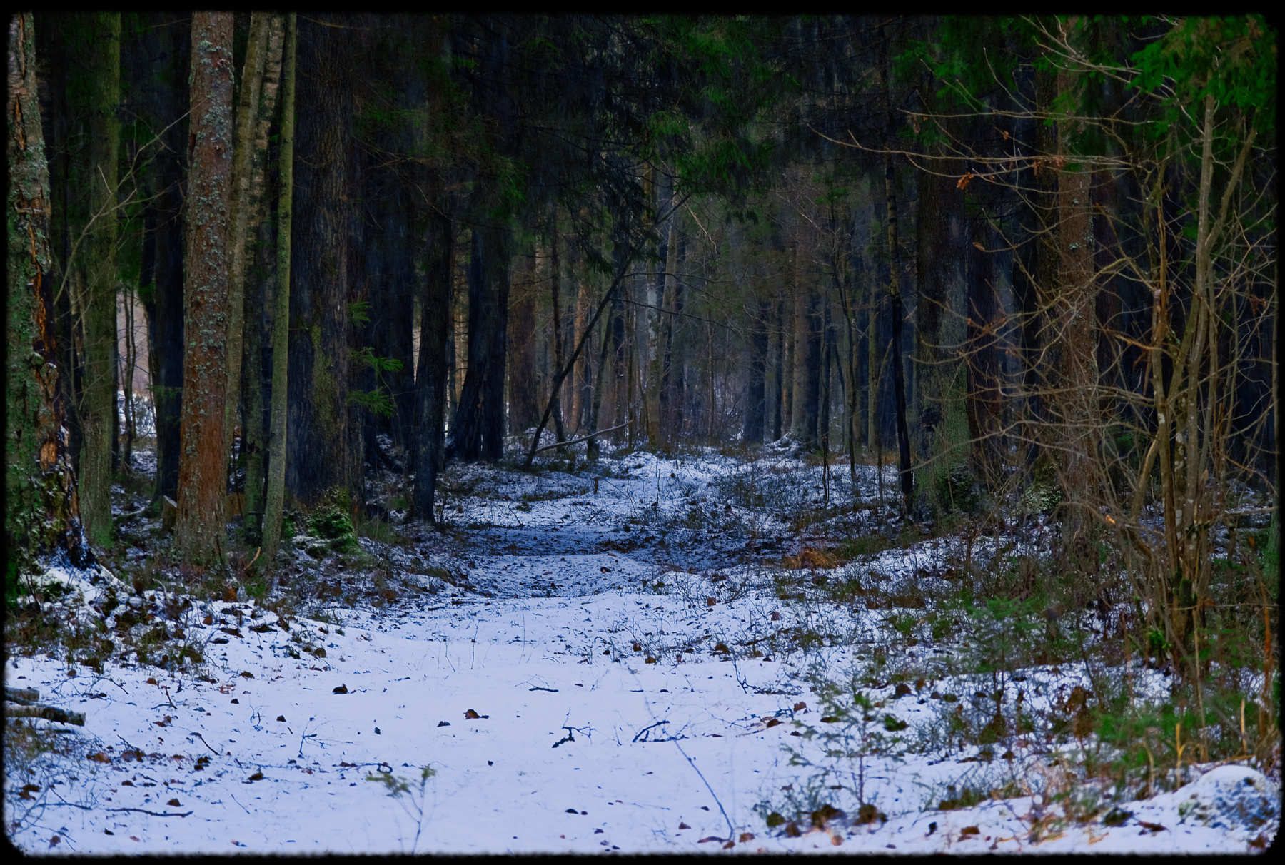 Вход в зиму зима лес