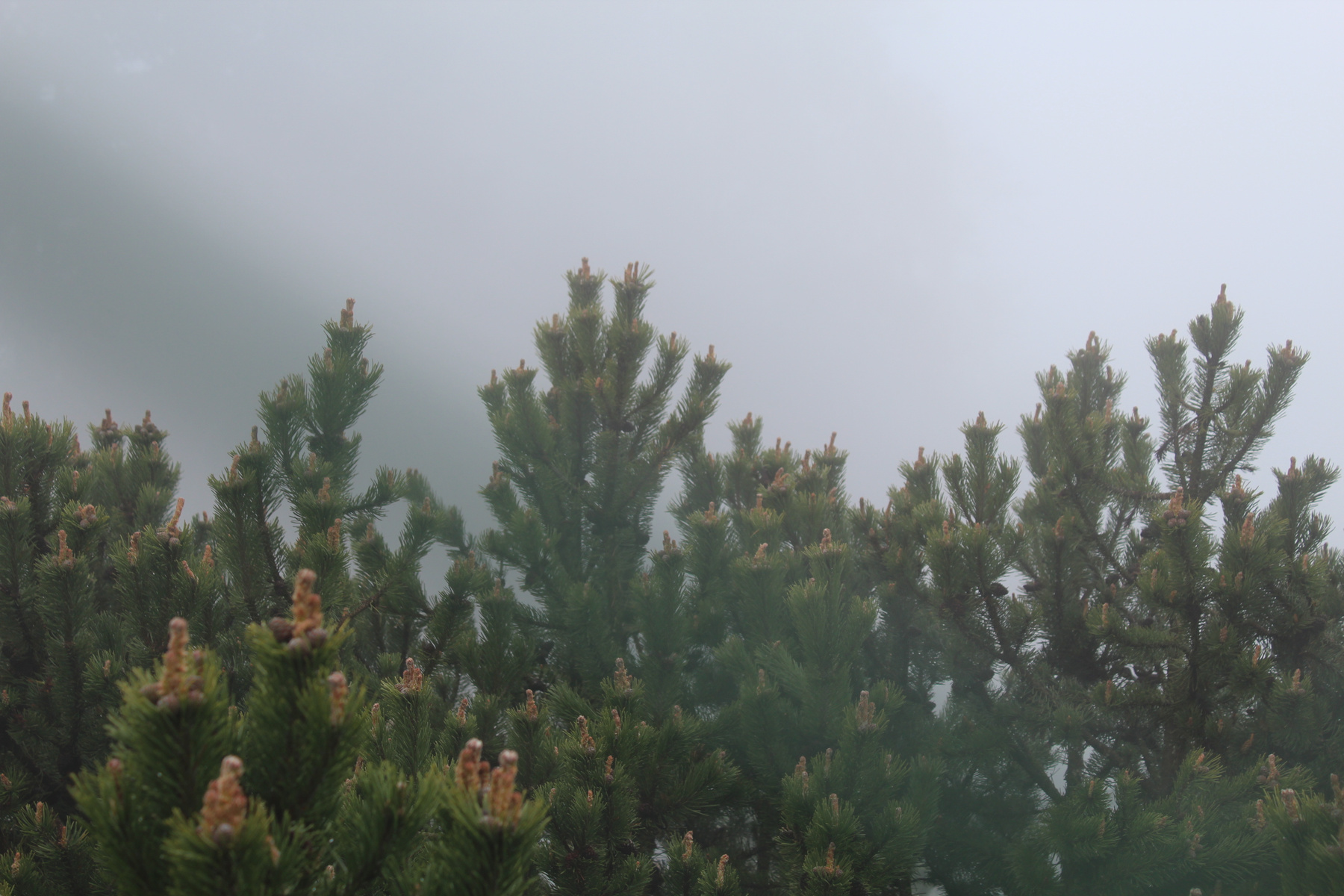 В тумане природа лес туман